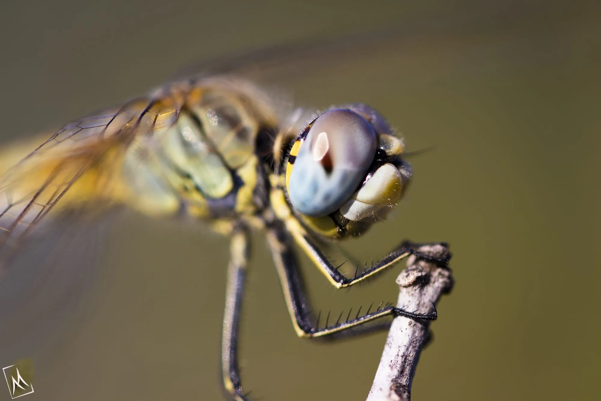 Dragonfly with blue eyes perched on a dry stem