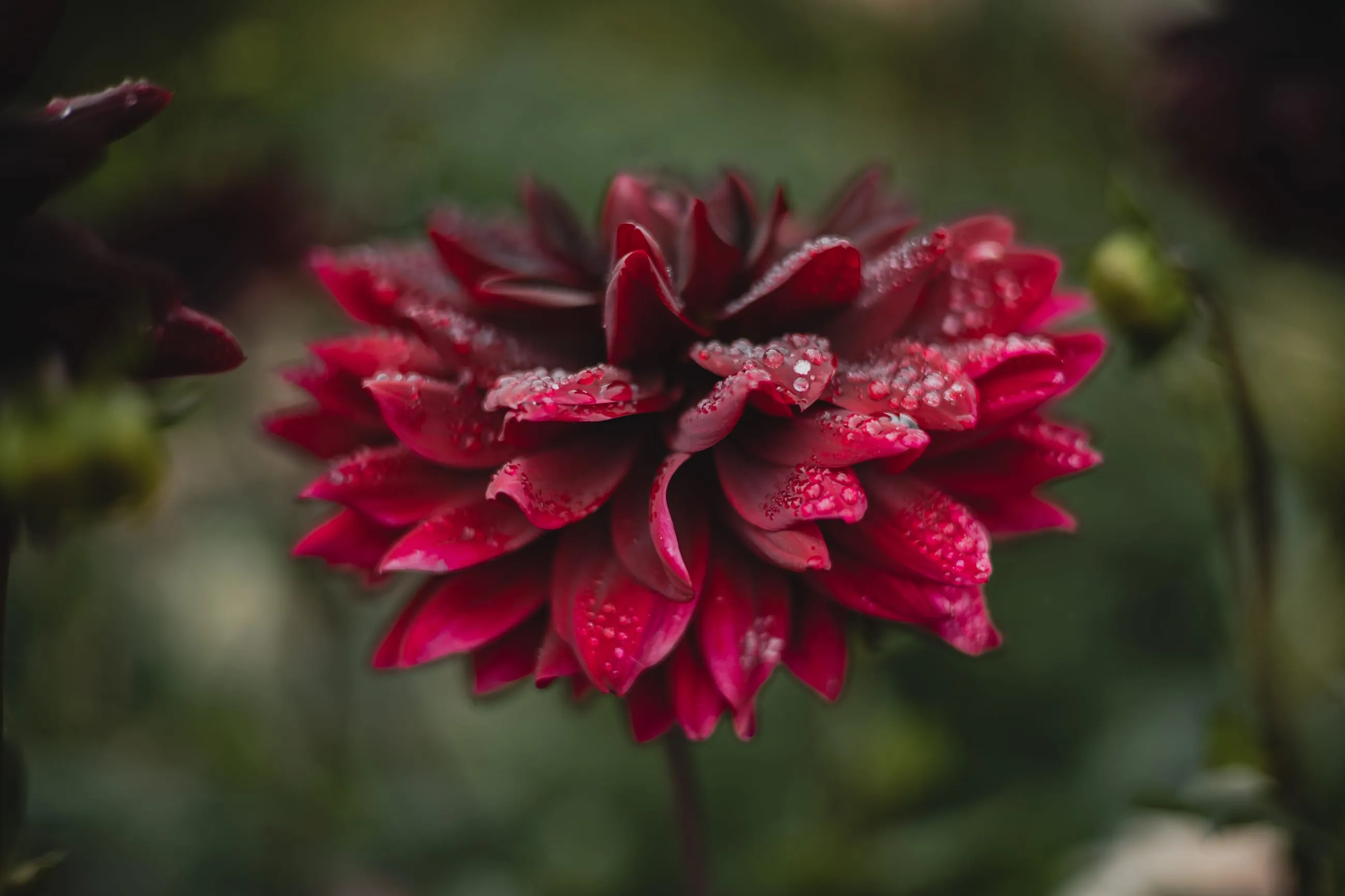 Crimson dahlia covered in raindrops