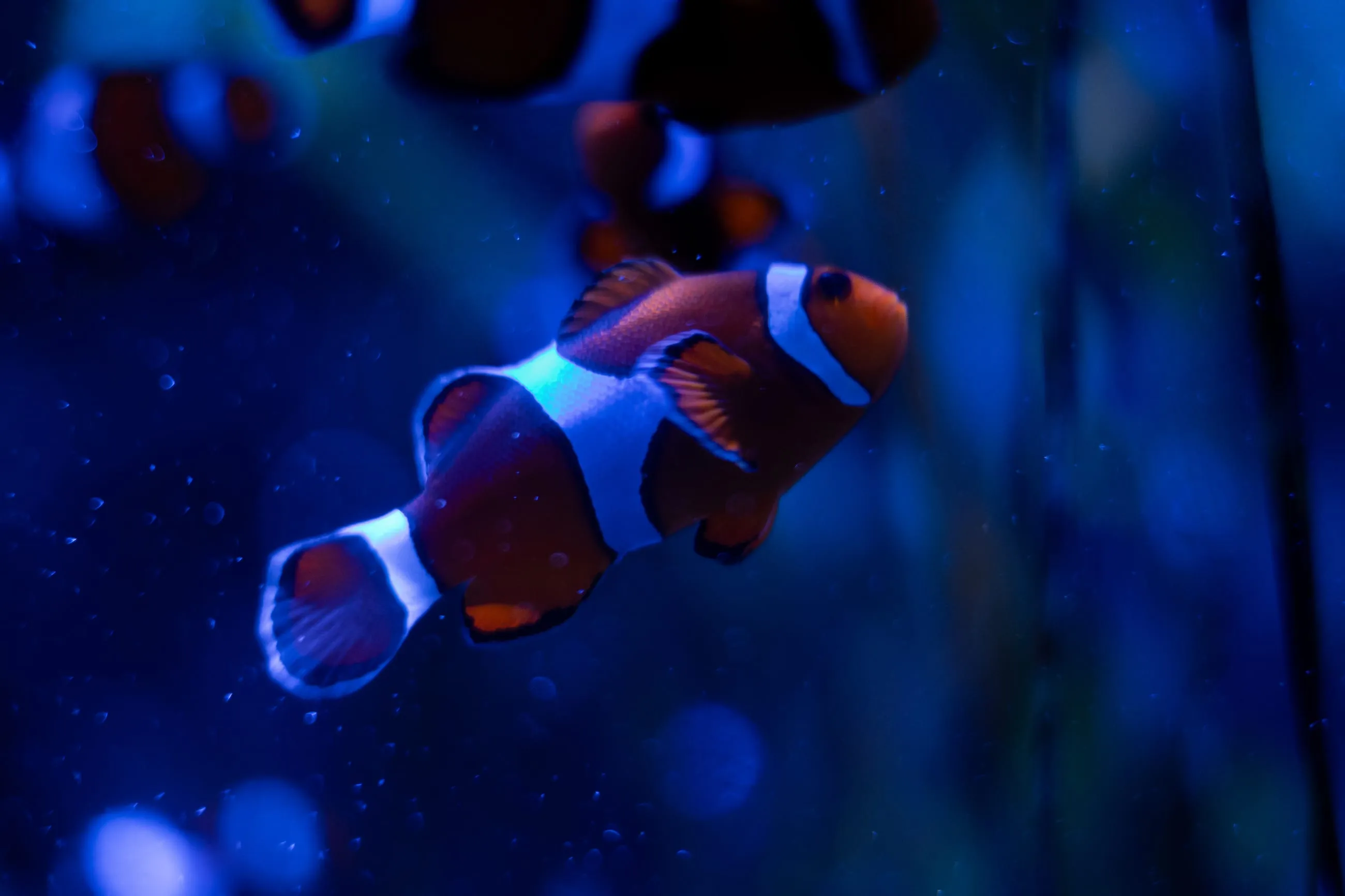 Clownfish lit electric blue in an aquarium