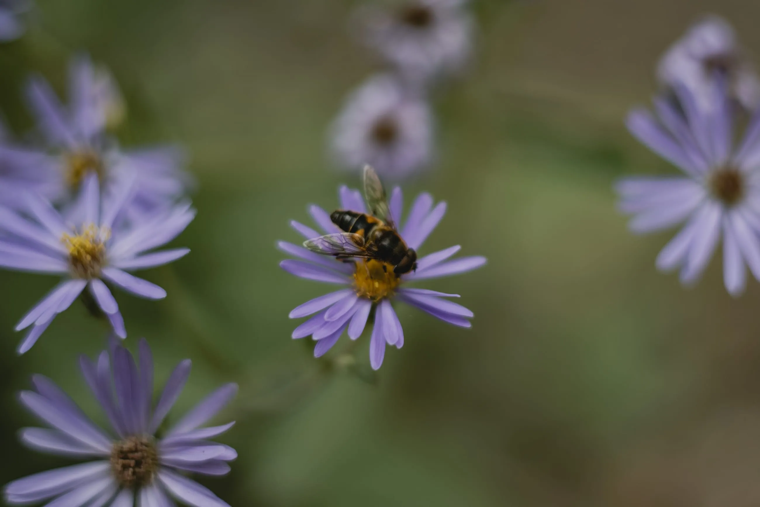Bee on a purple aster among other blooms
