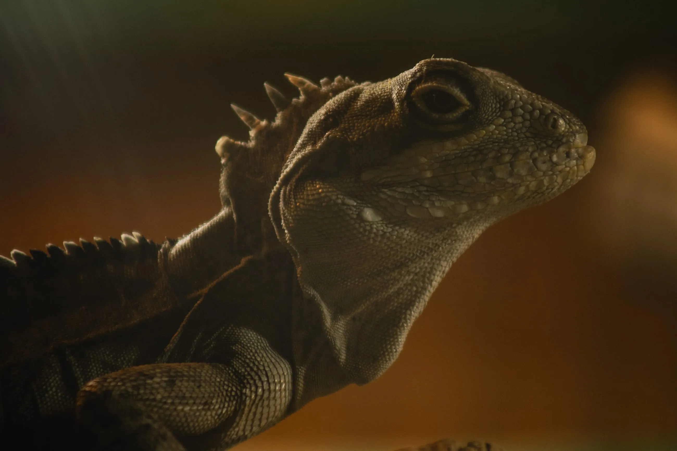 Water dragon in warm rim light against dark background