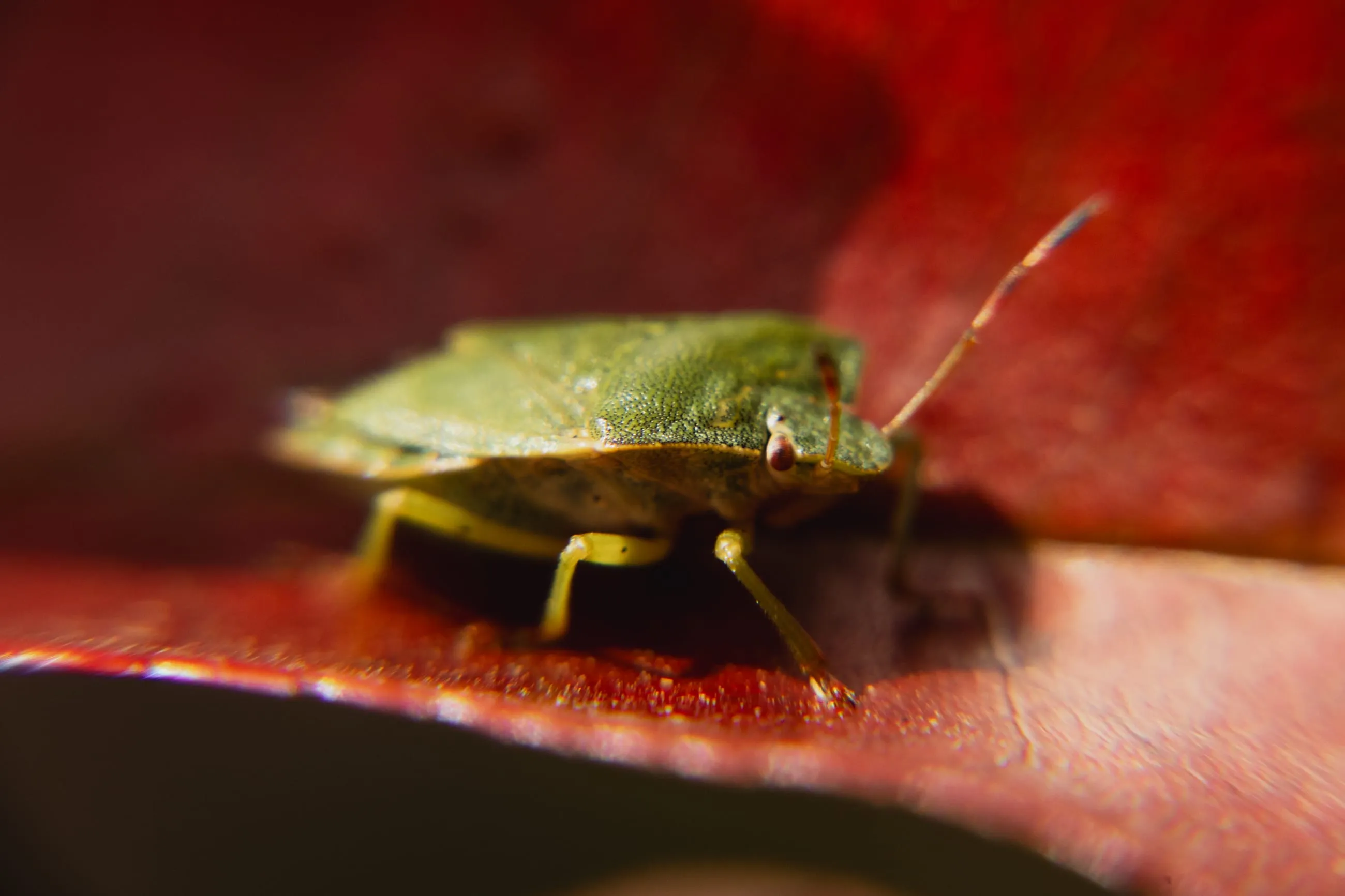 Green shield bug on a red leaf