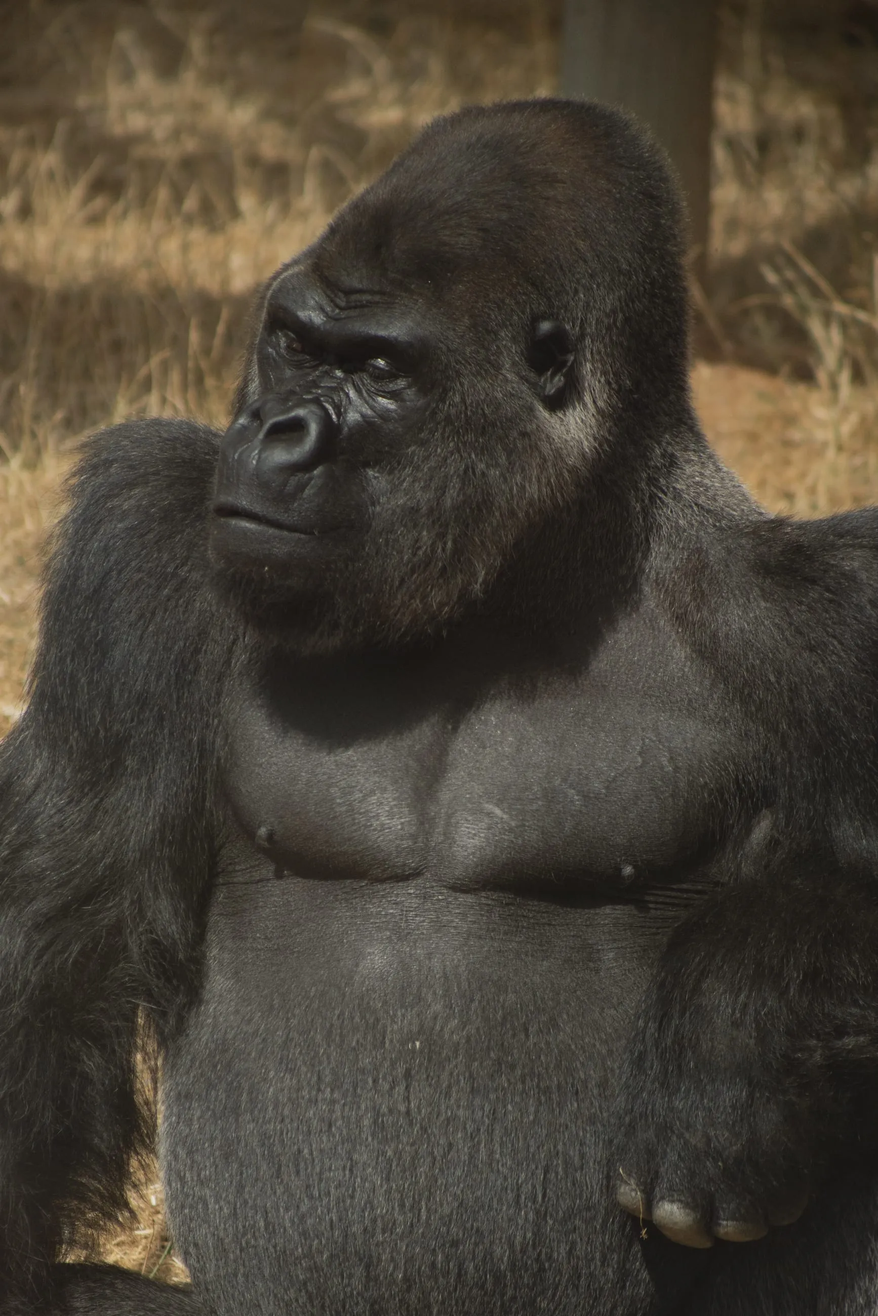 Silverback gorilla close up, looking off to the side