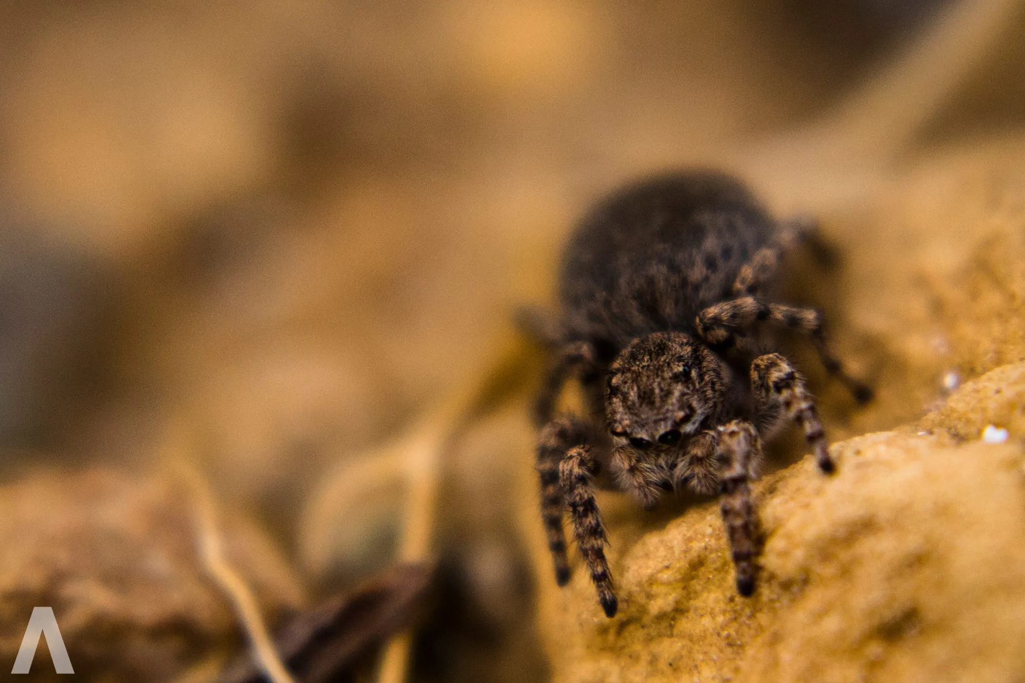Jumping spider facing the camera on sandy stone