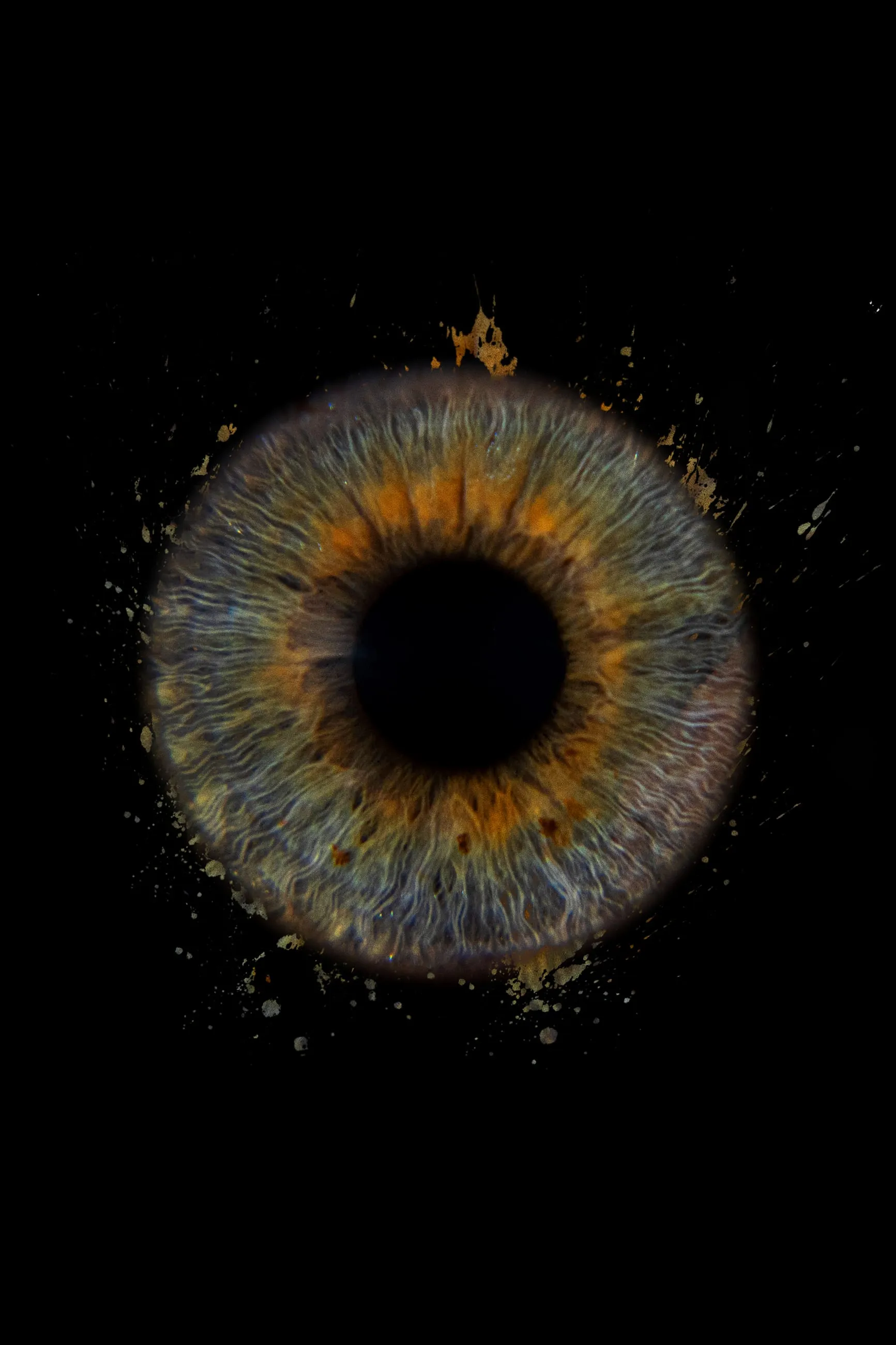 Blue-green iris with amber centre on black