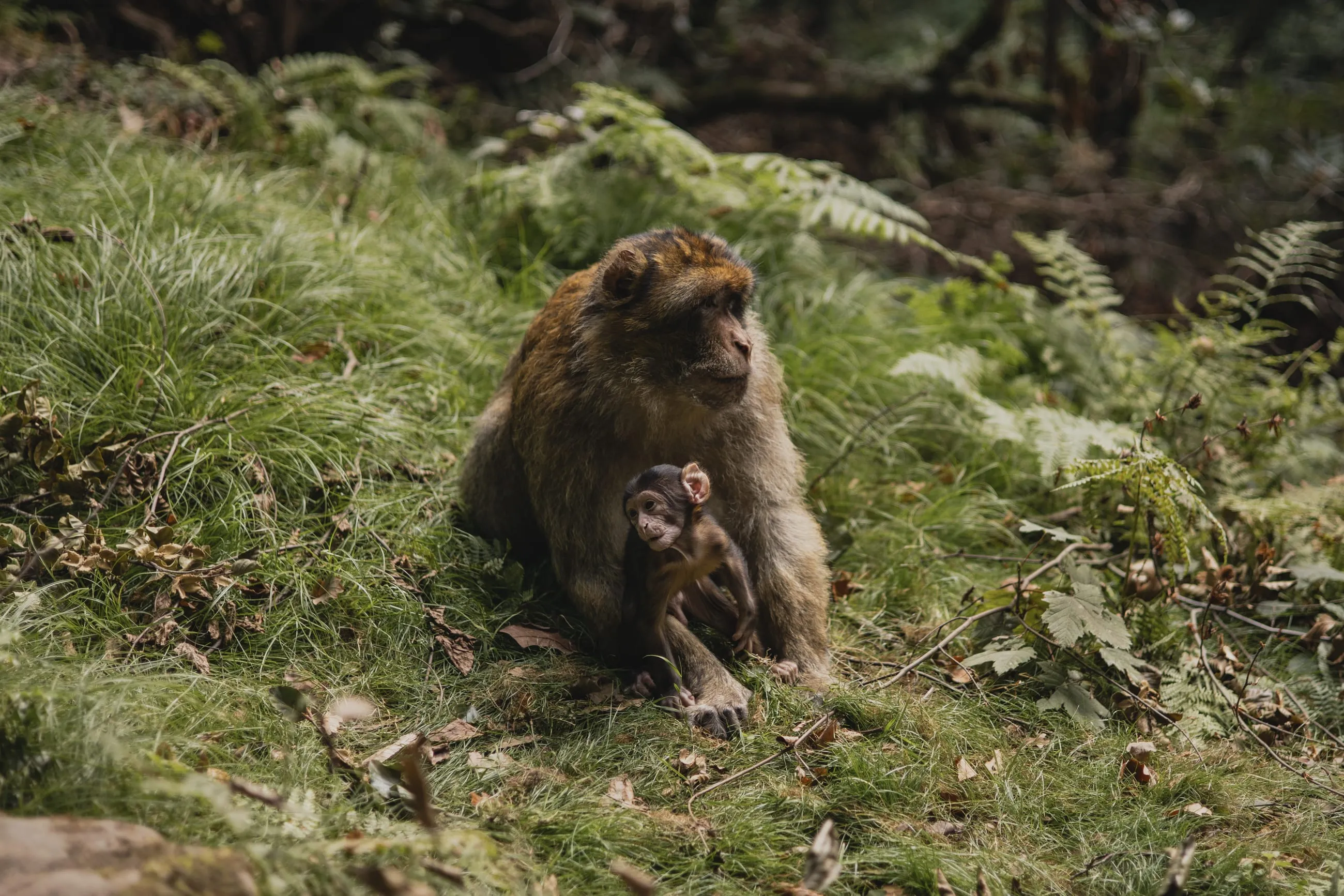 Barbary macaque mother holding her baby in grass