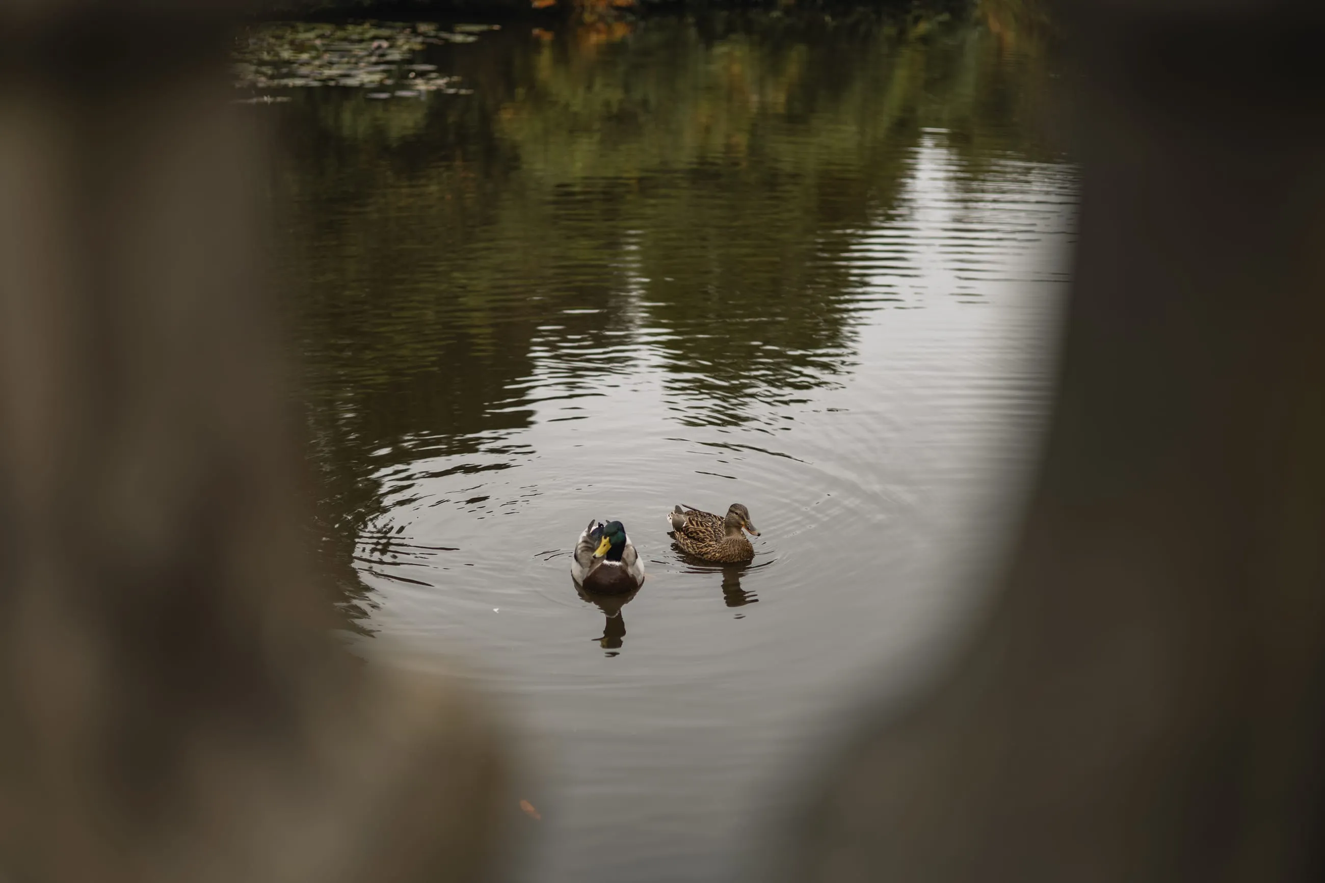 Two ducks on a pond, framed through a gap
