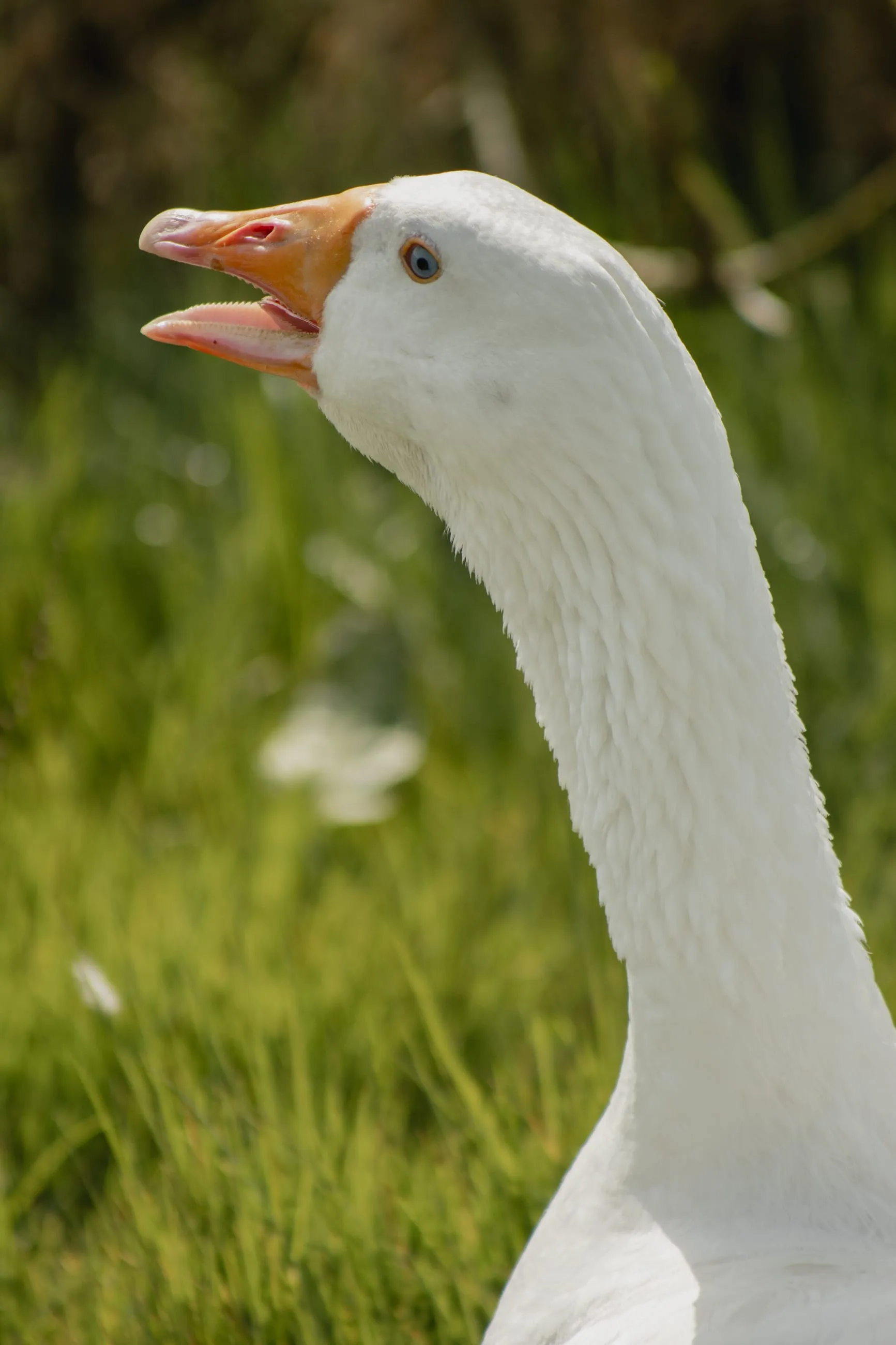 White goose honking, beak open