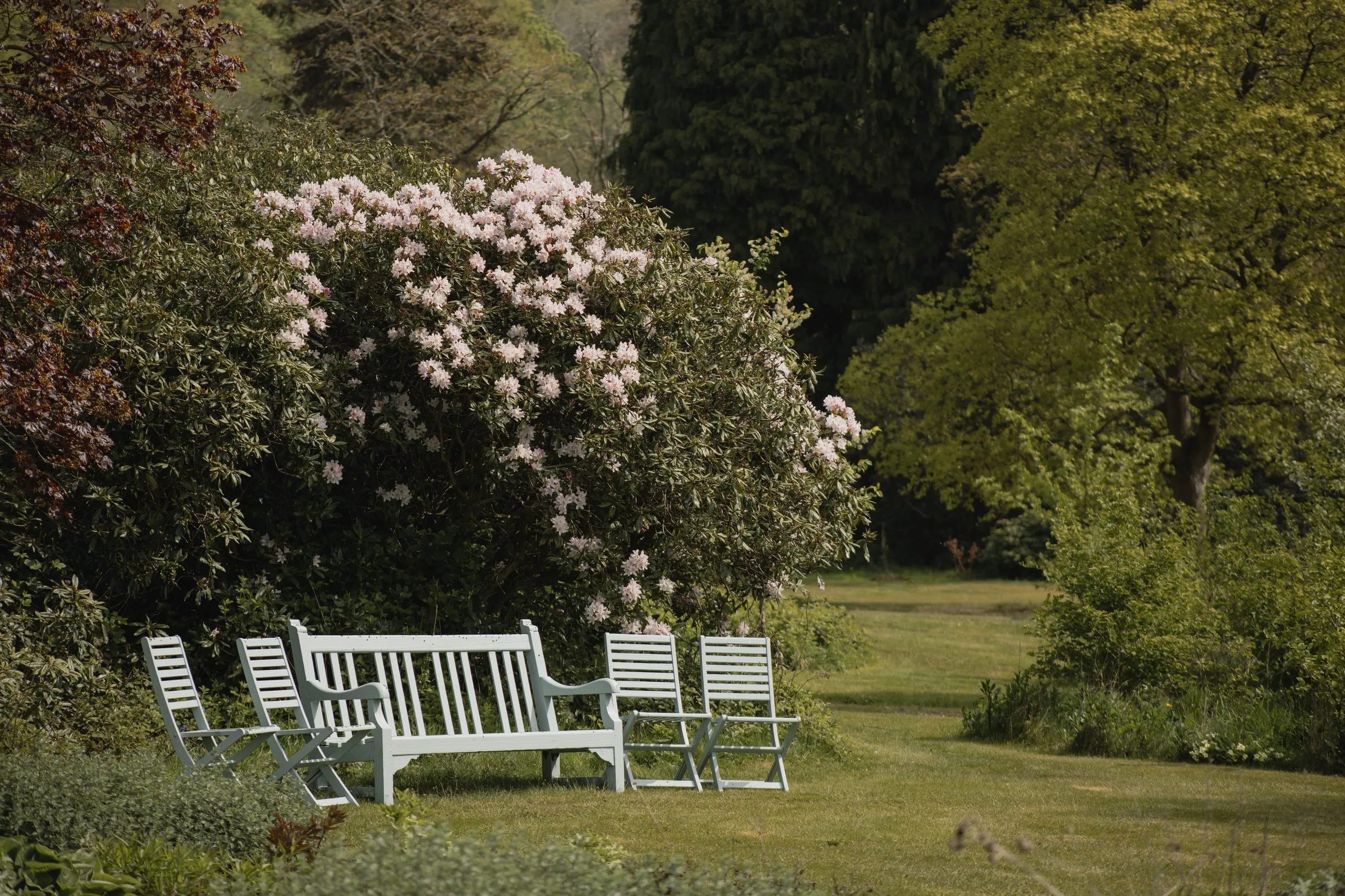 White garden bench beneath a flowering rhododendron