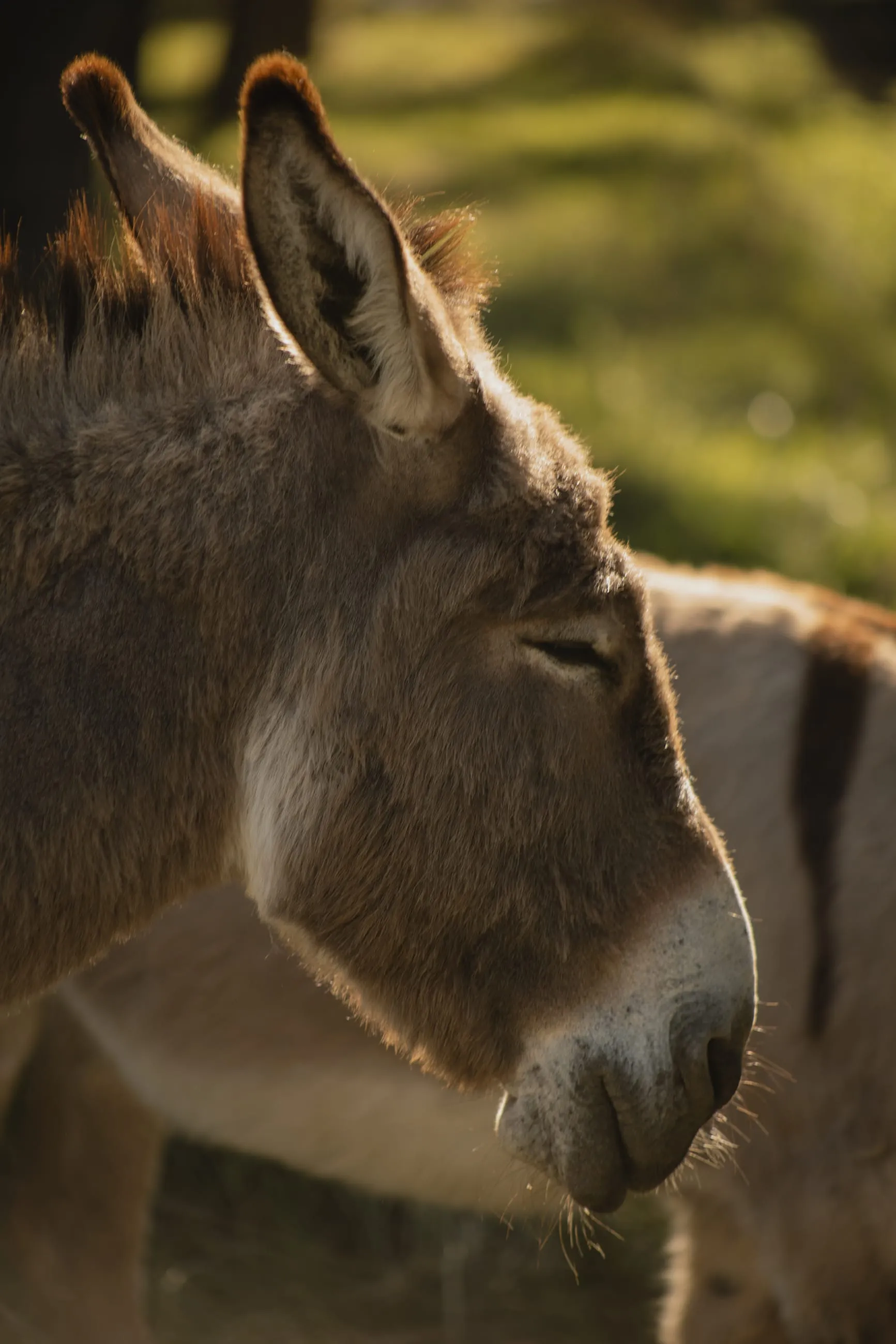 Donkey in profile with long ears, soft light