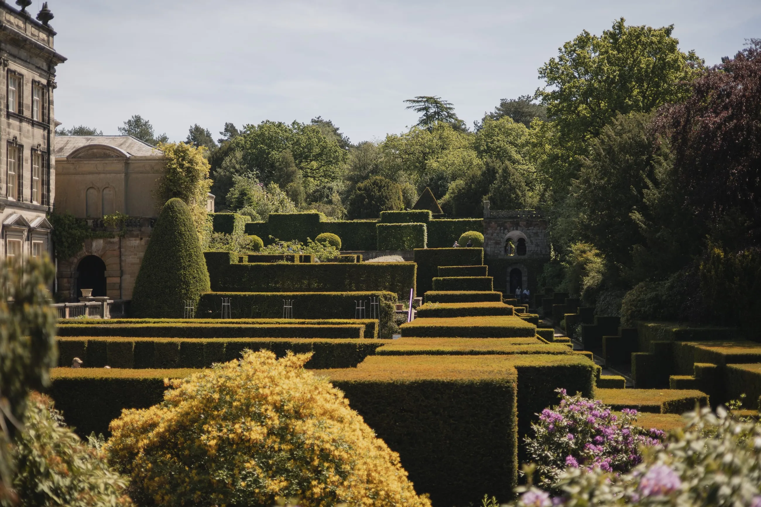 Terraced yew hedges stepping down beside the house