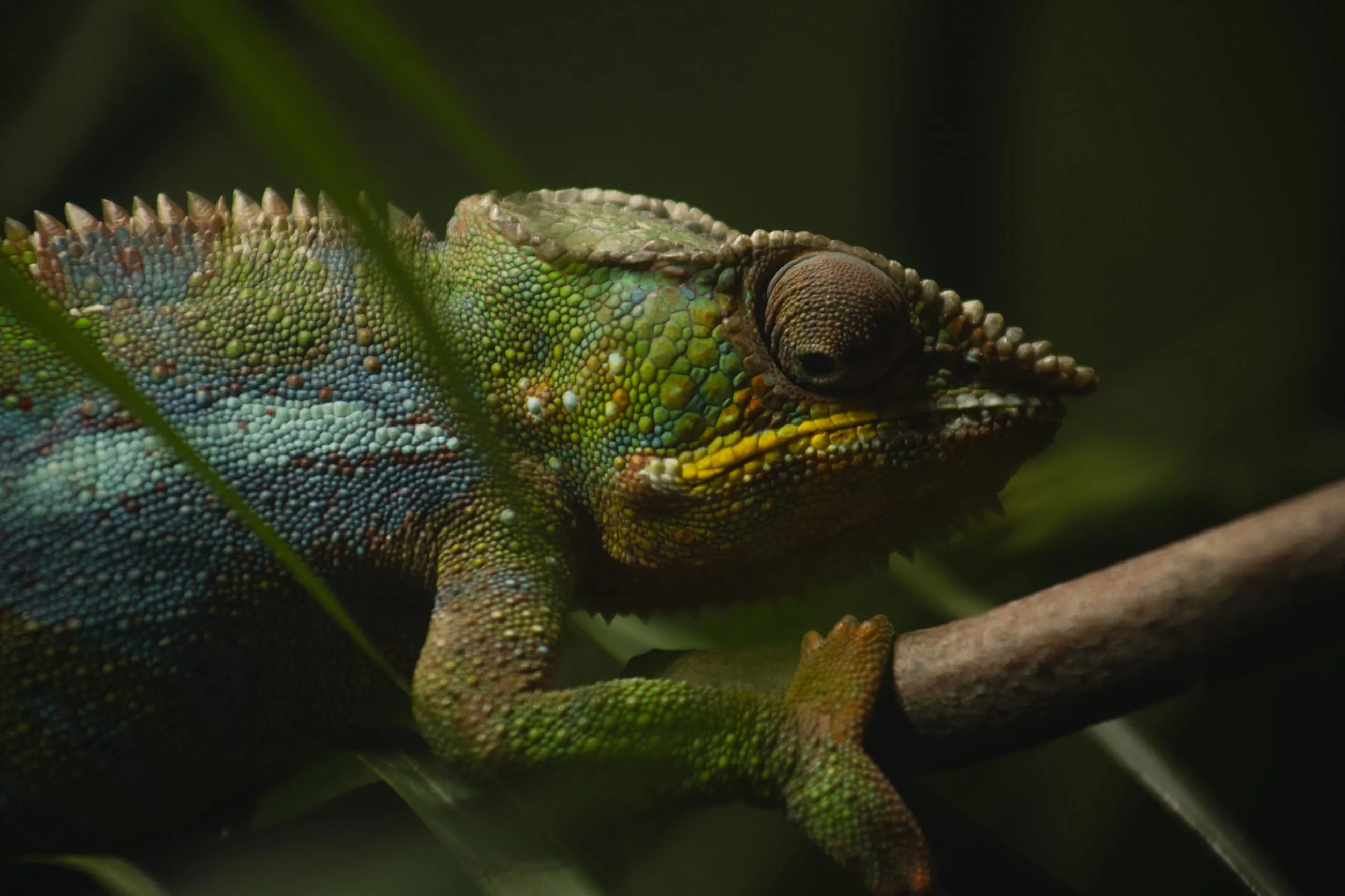 Panther chameleon in blue and green on a branch