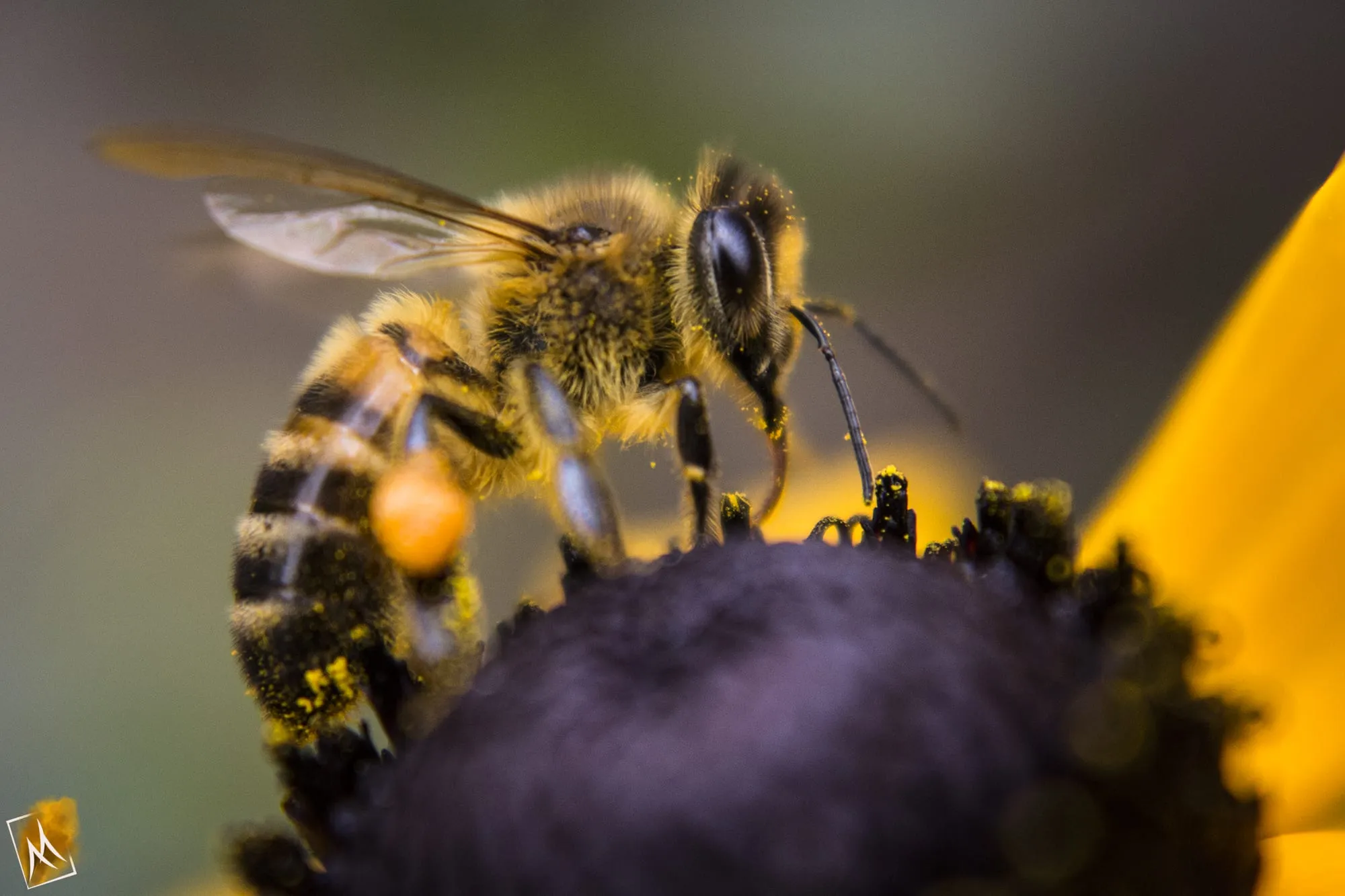 Honeybee with pollen sacs on a dark flower head