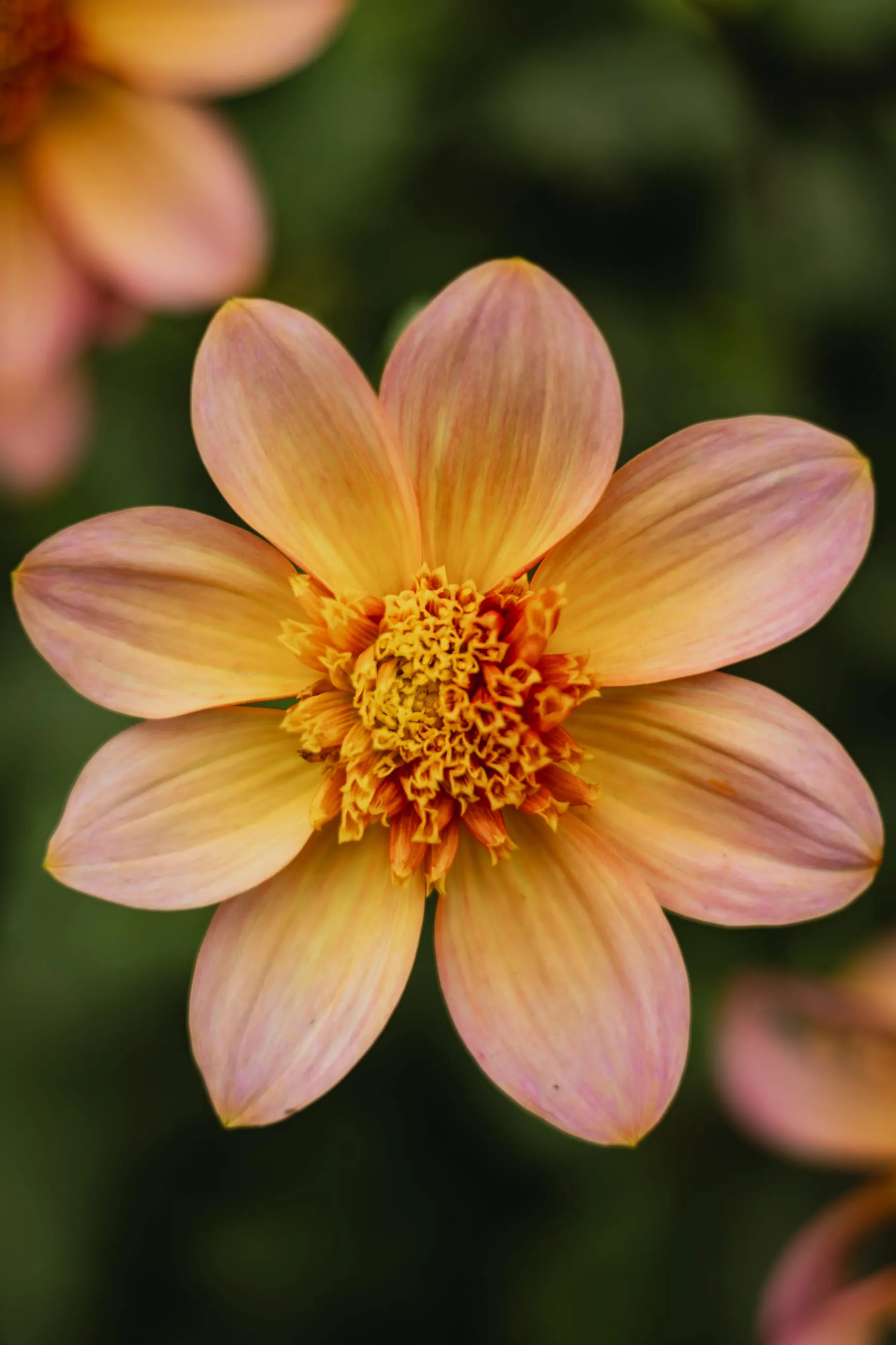 Peach and yellow dahlia in close-up