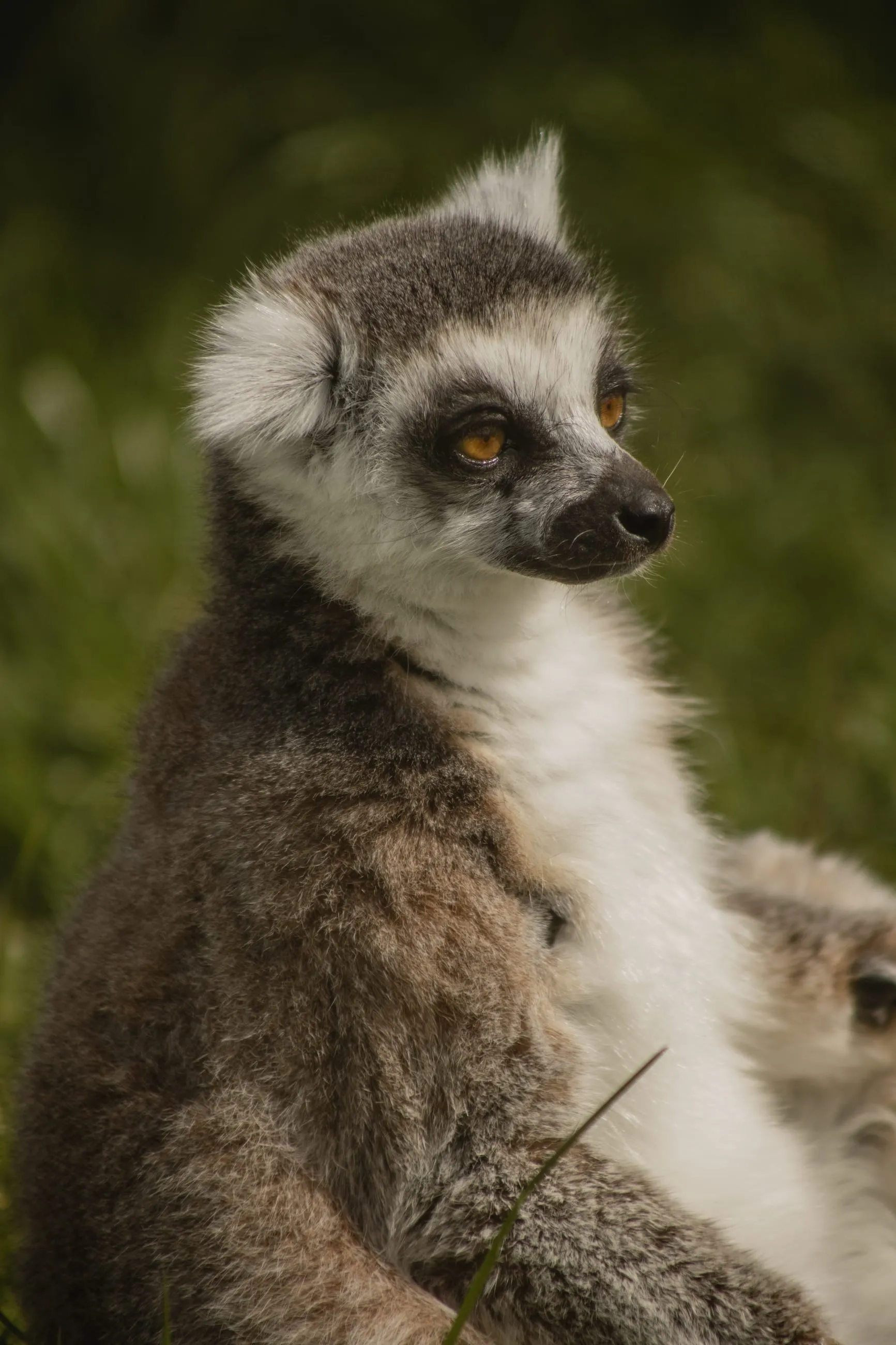 Ring-tailed lemur sitting upright in soft light