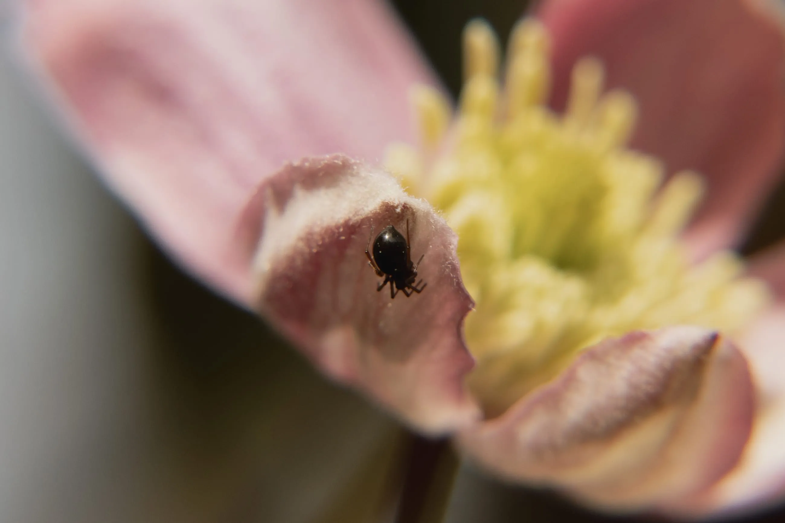 Tiny black insect on a pink hellebore petal