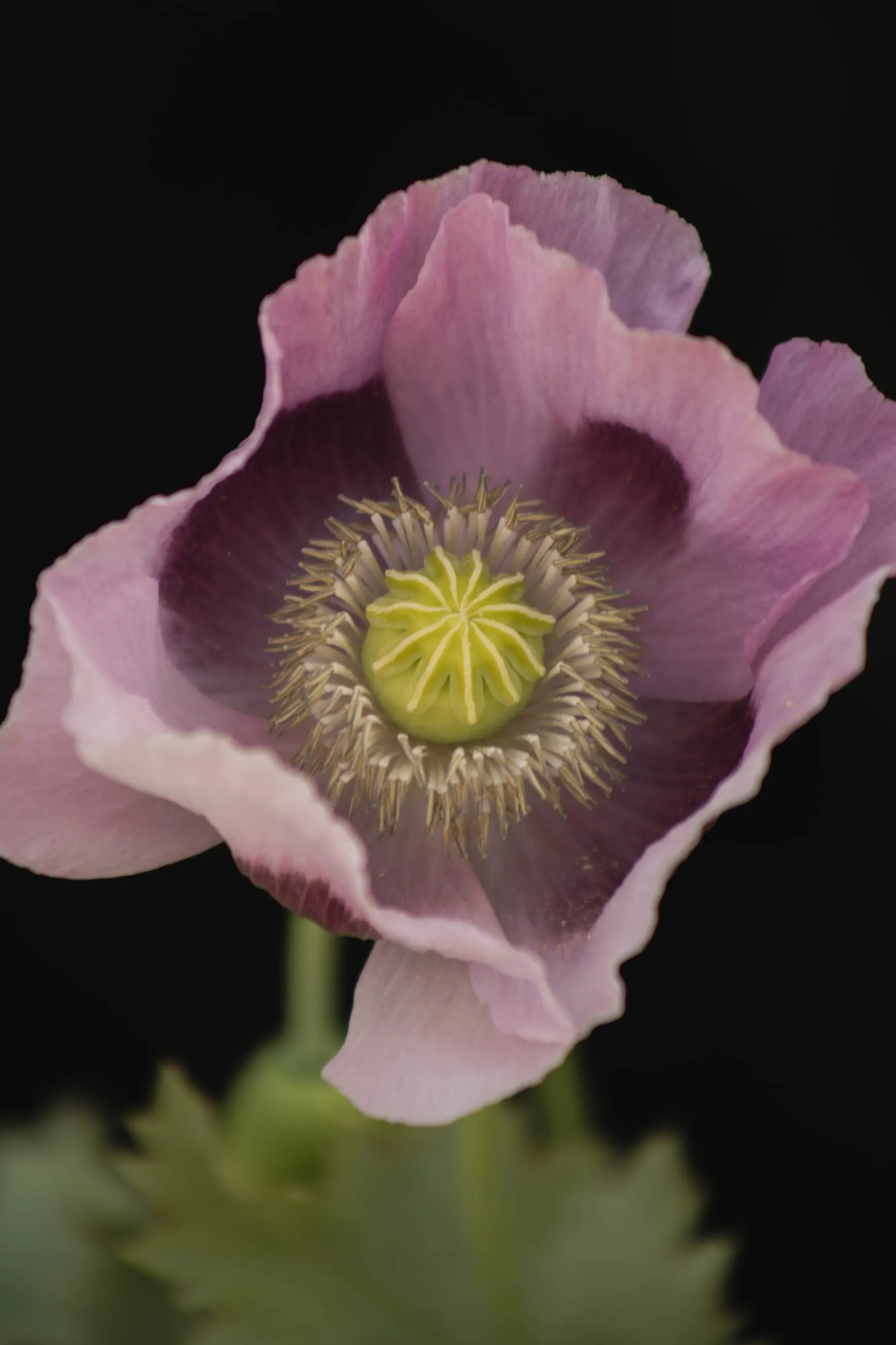 Pale pink poppy opening against black
