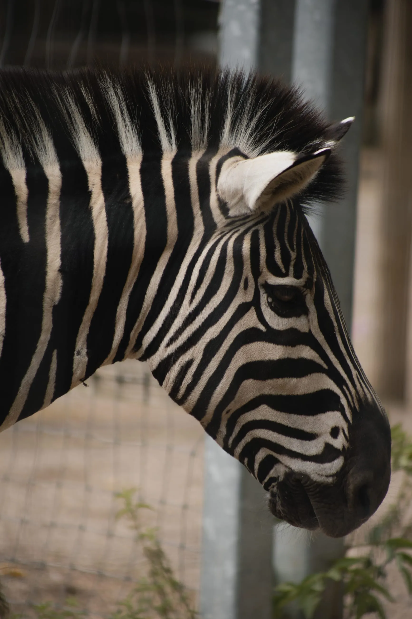 Zebra head and striped neck in profile