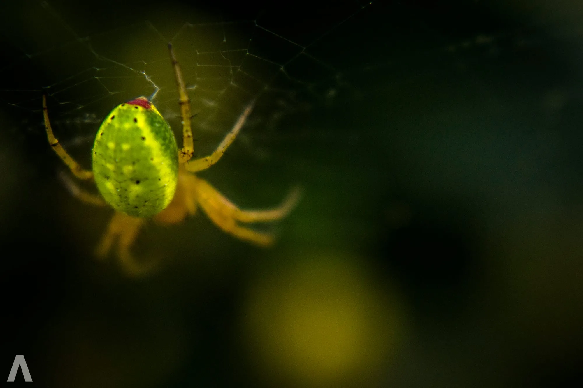 Green cucumber spider hanging in its web