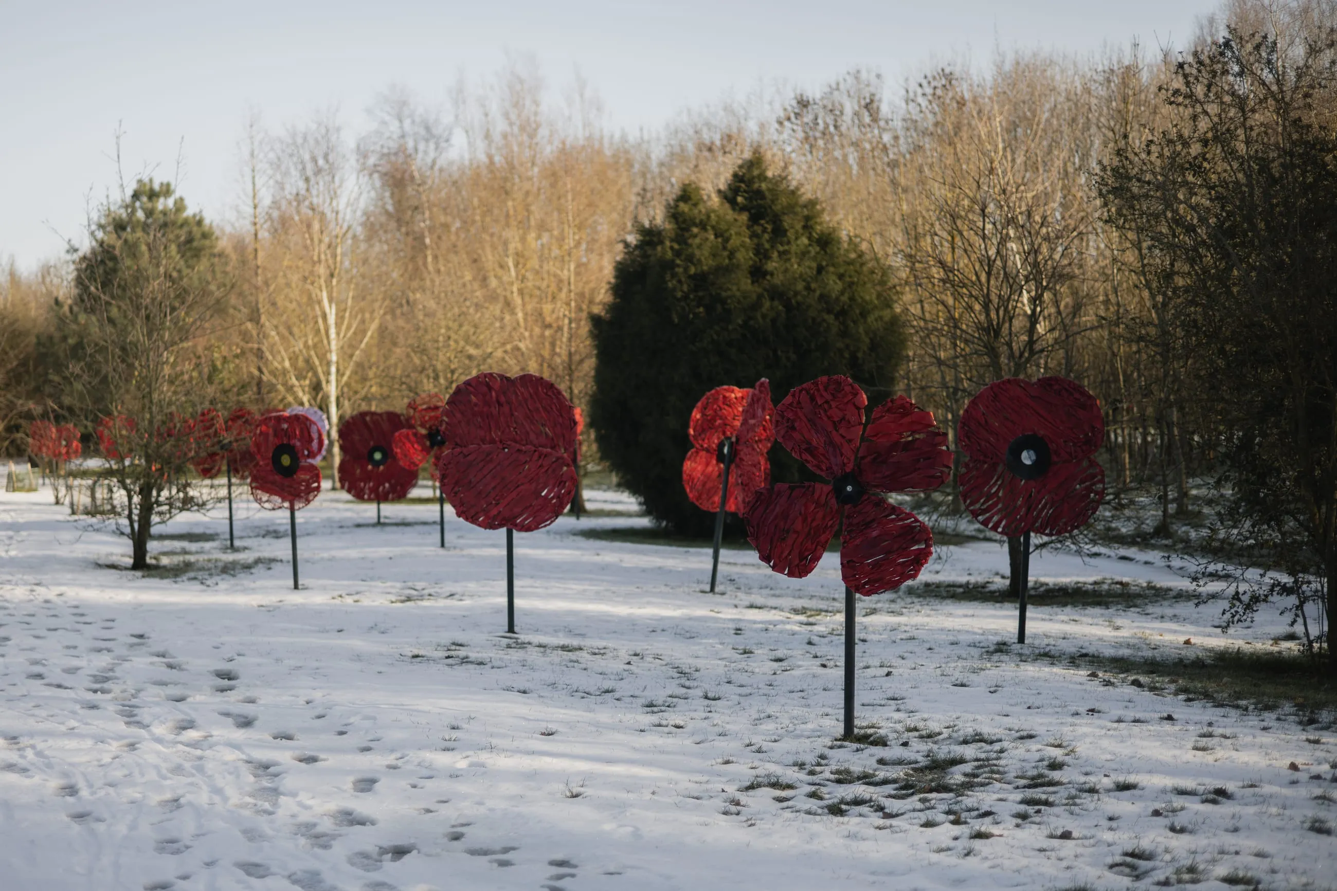 Giant red steel poppies standing in snow