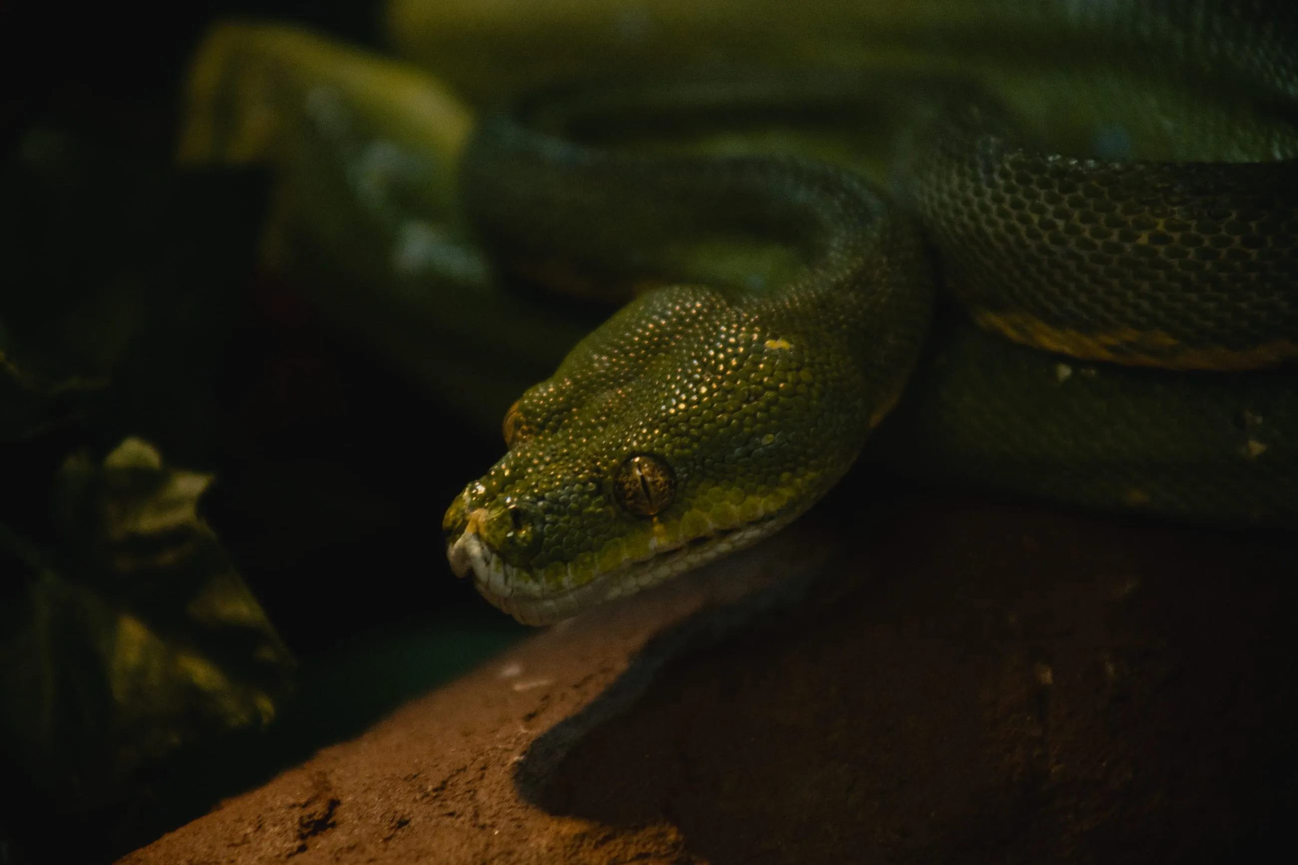 Green tree python coiled on a branch
