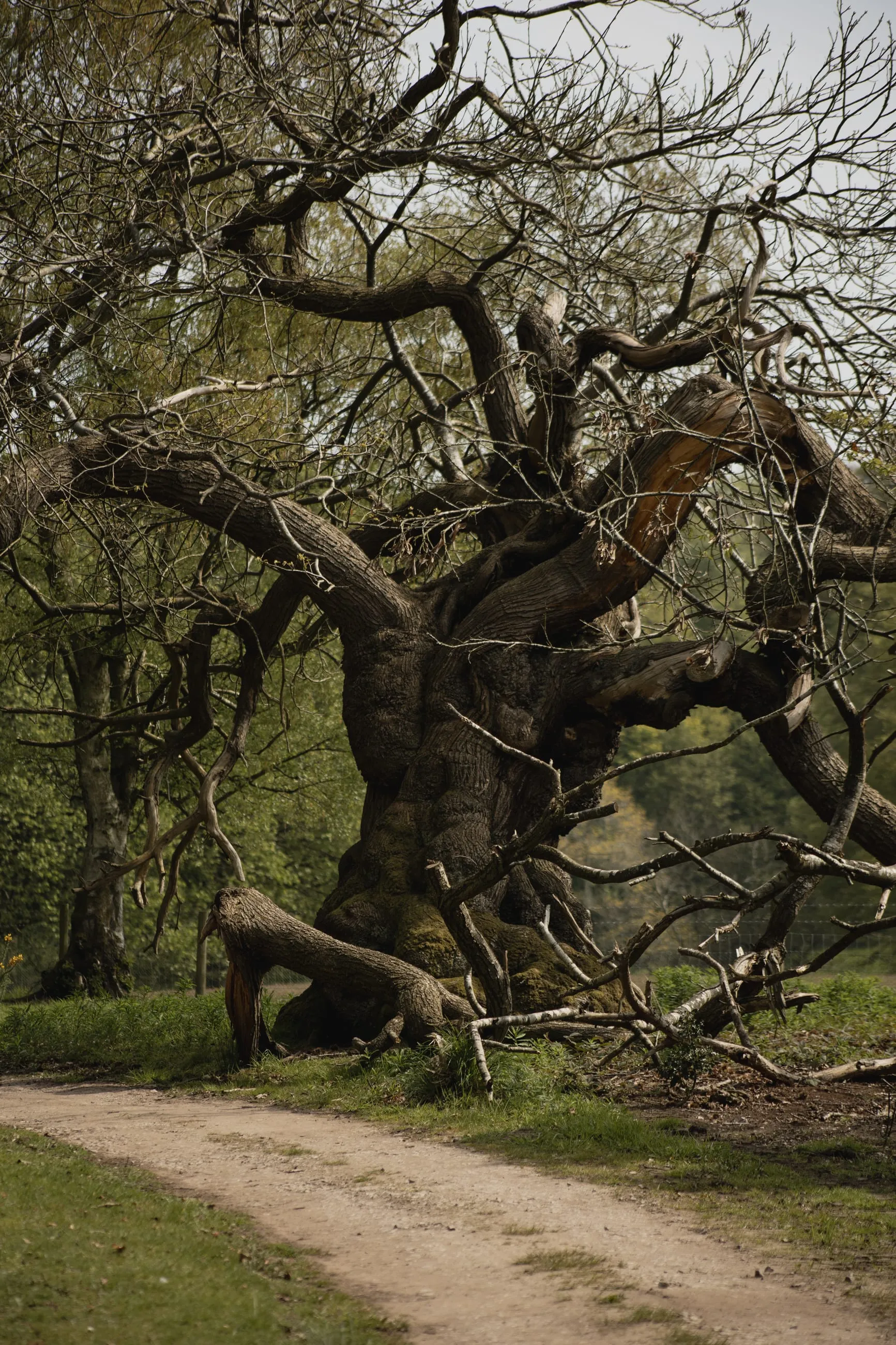 Gnarled old tree arching over a path