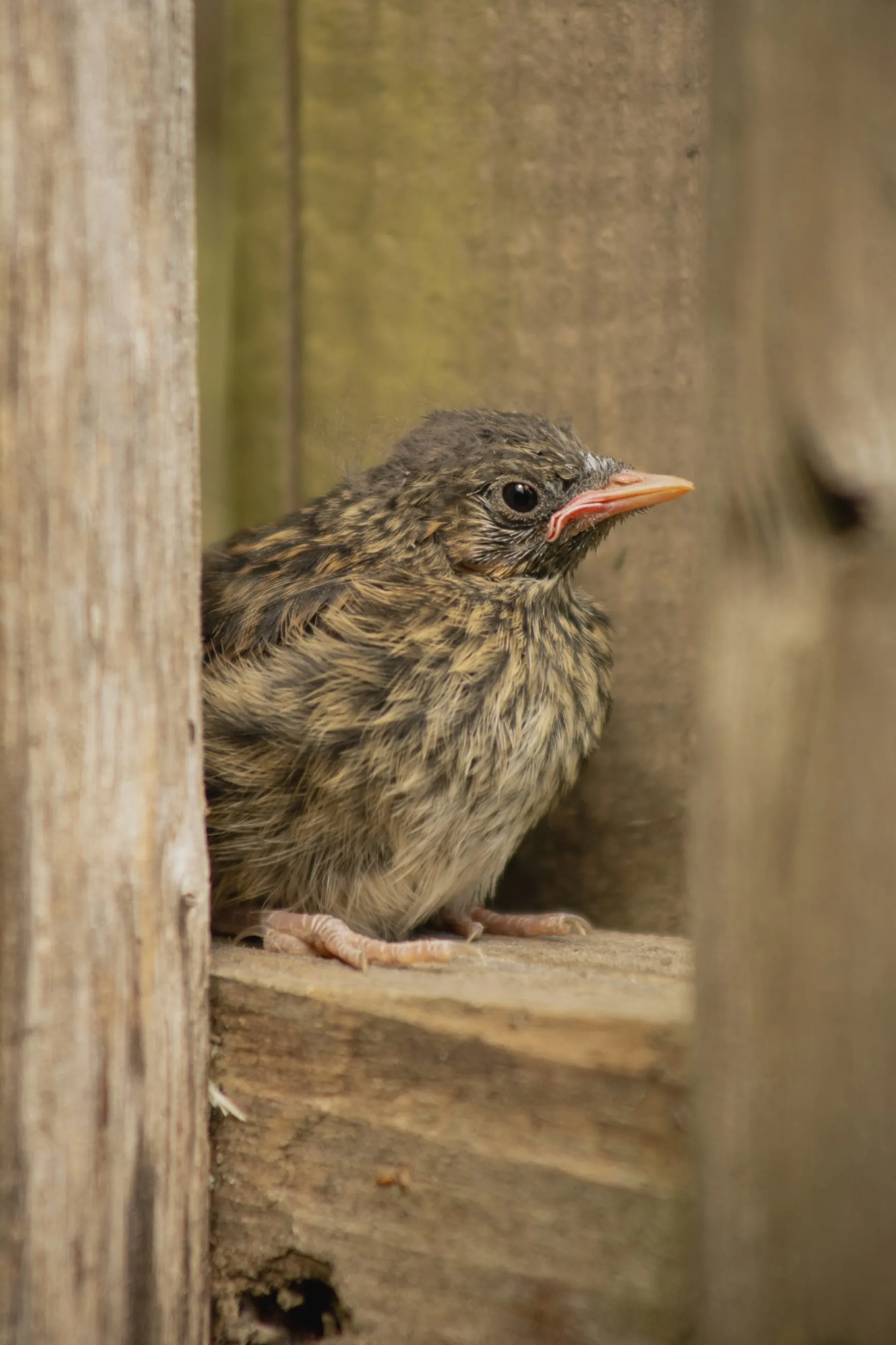 Jeune oiseau qui pointe la tête par une fente dans le bois