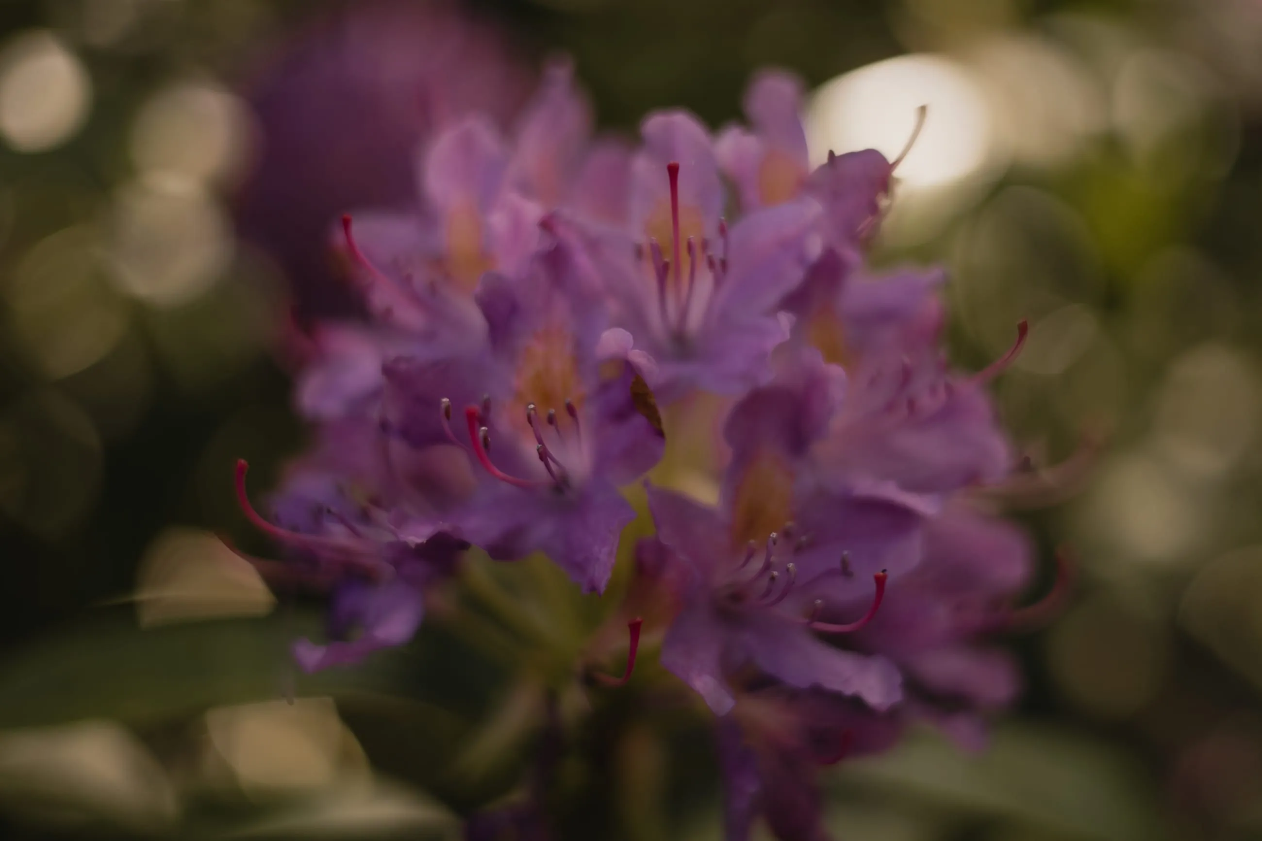 Purple rhododendron flowers in soft afternoon light