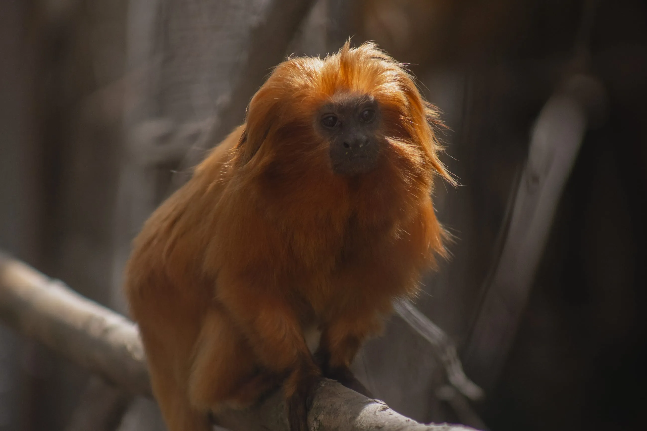Golden lion tamarin with a fiery mane on a branch