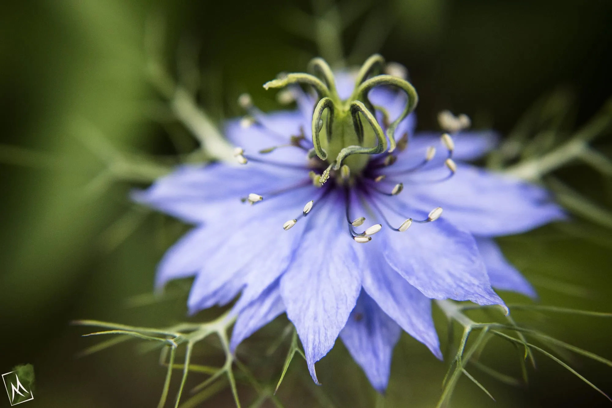 Pale blue love-in-a-mist flower in close-up