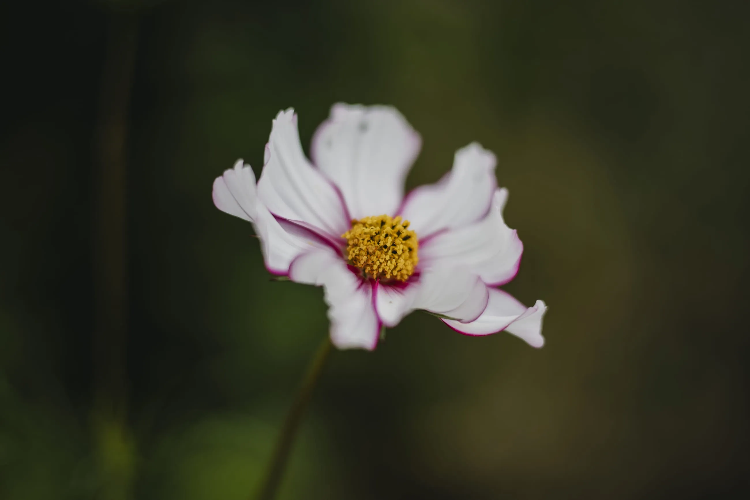 White cosmos flower against dark green