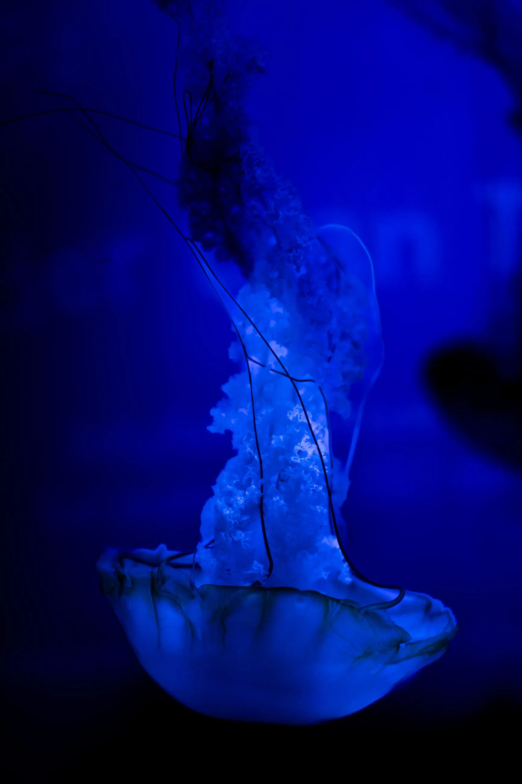 Translucent jellyfish glowing blue in the dark