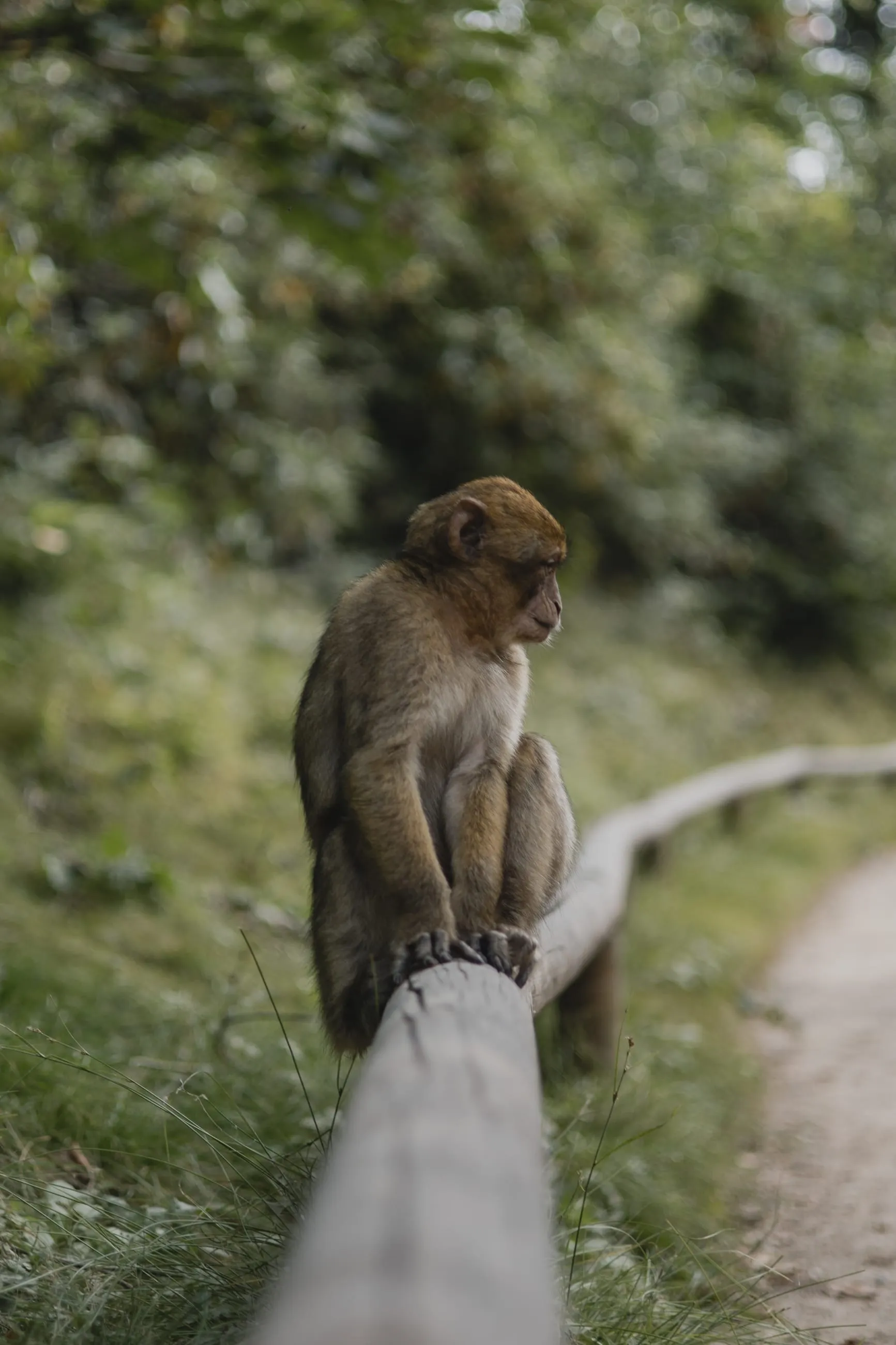 Macaque perched on a wooden handrail