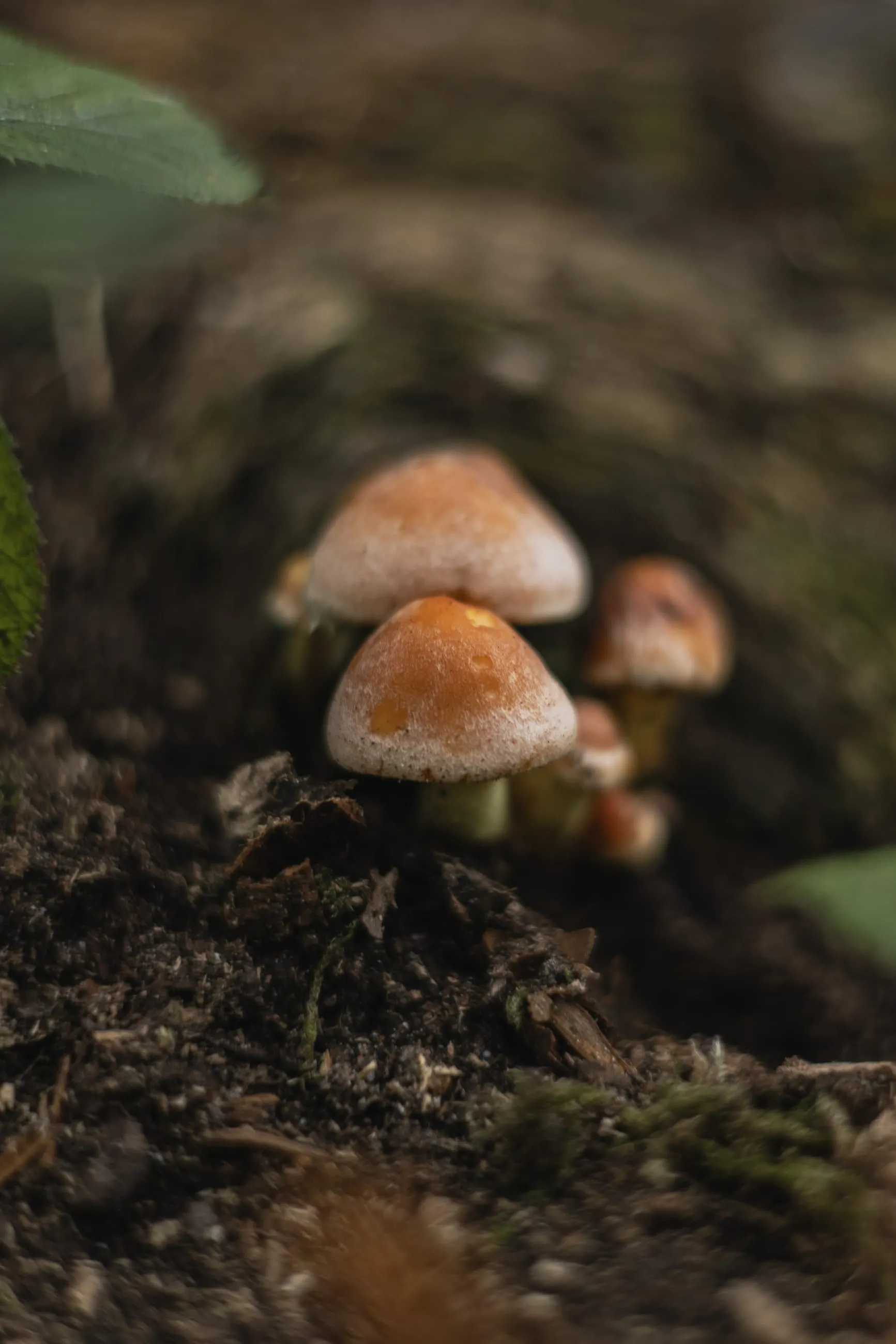 Cluster of small brown mushrooms on the woodland floor