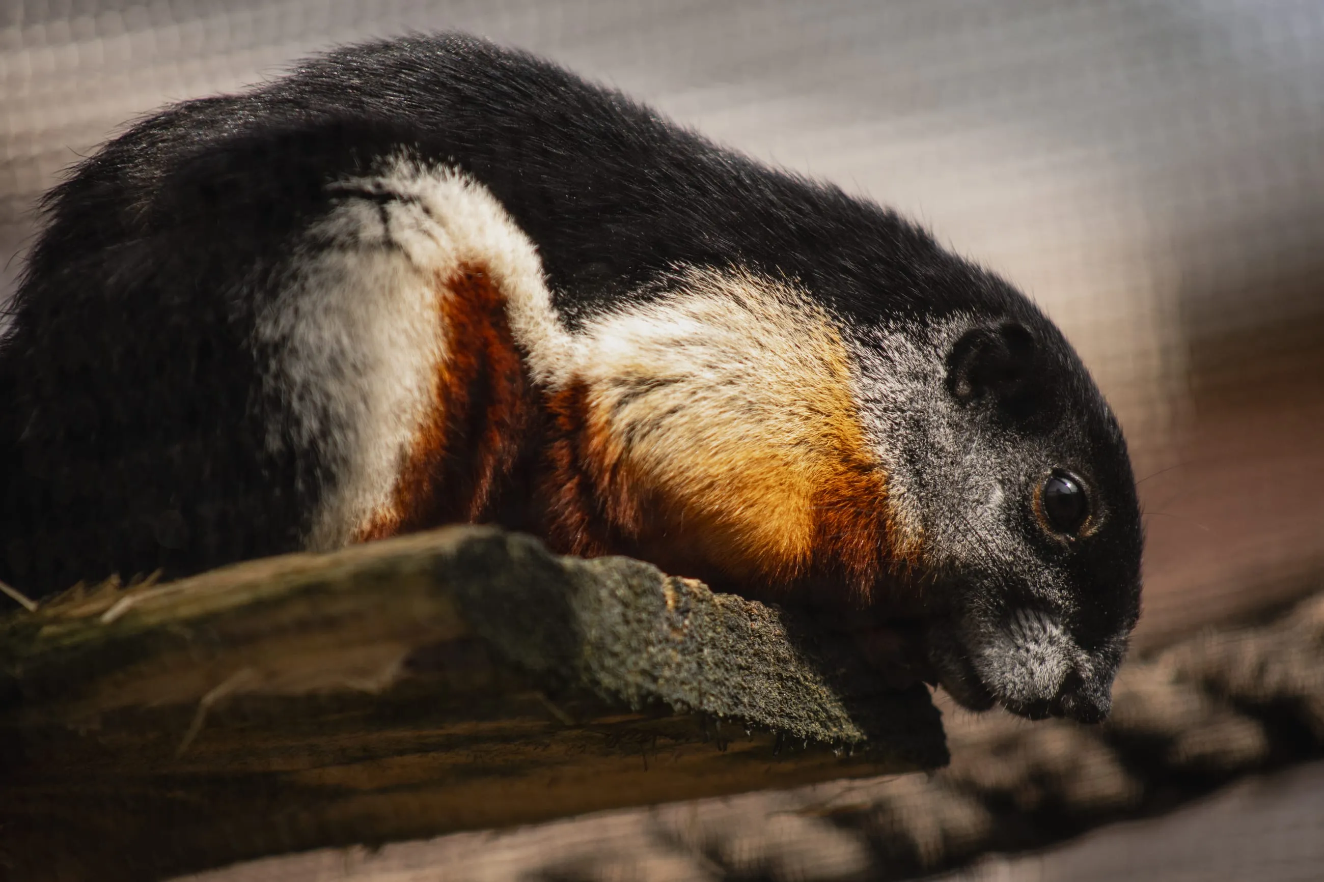 Black, white and orange squirrel resting on a log