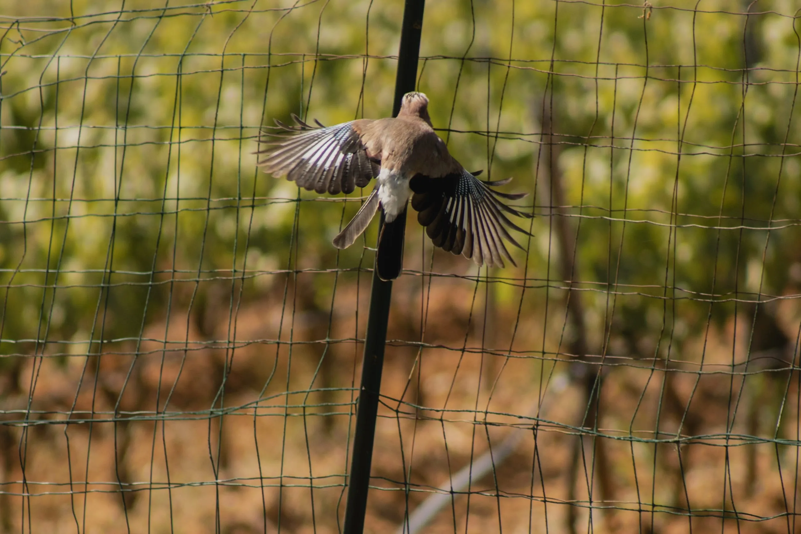 Jay landing on a fence post, wings spread
