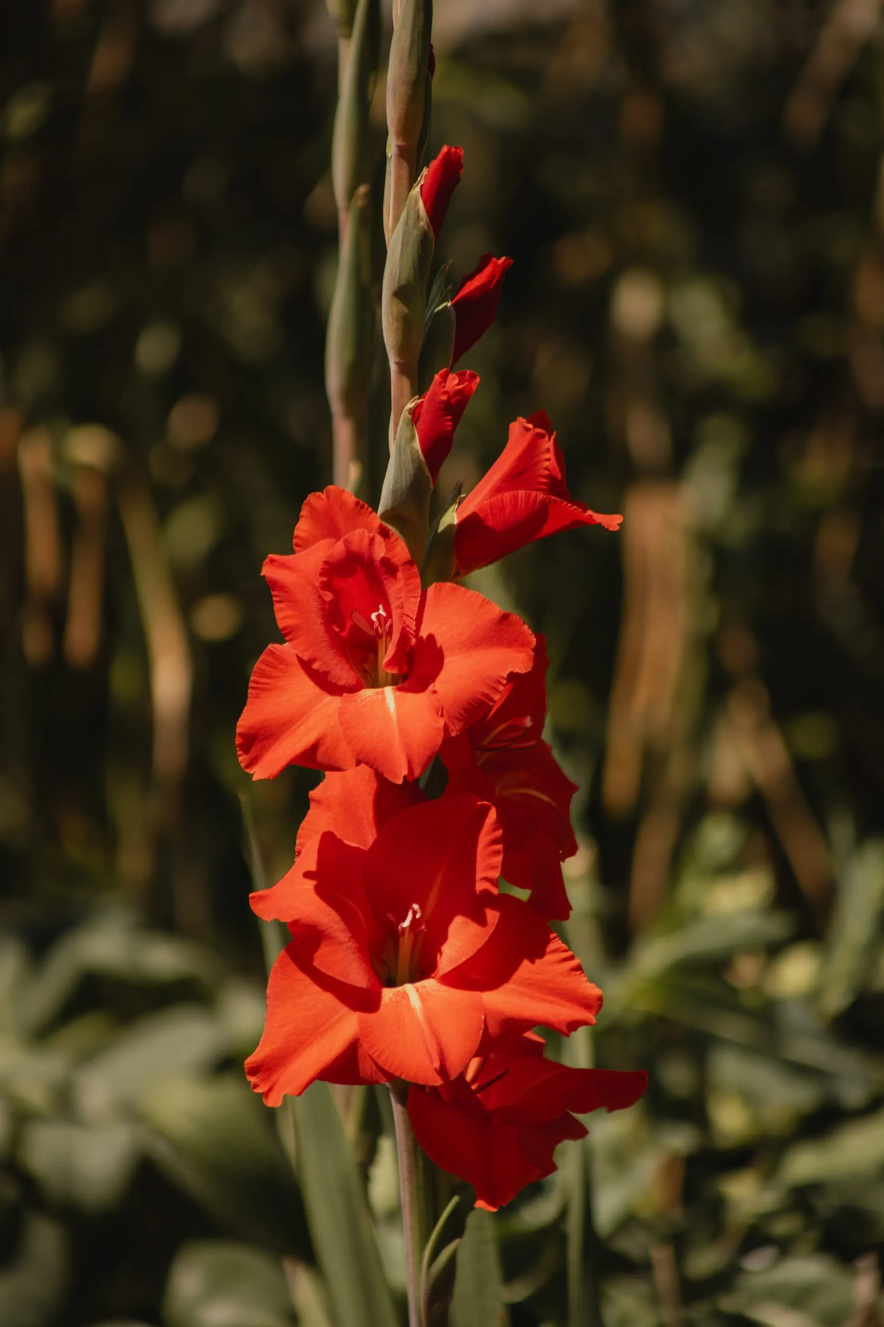 Red gladiolus against dark foliage