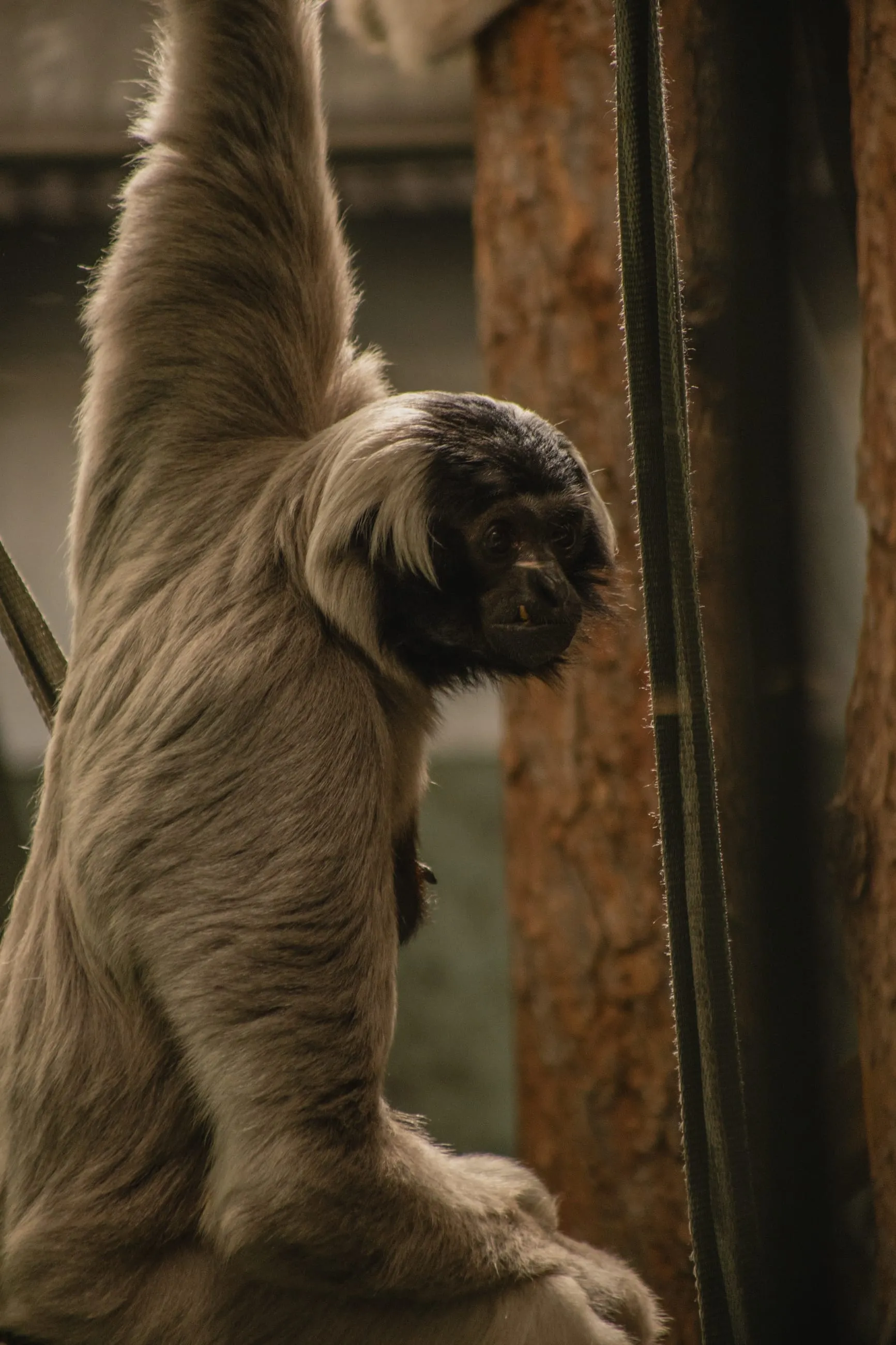 Pale gibbon hanging by one arm