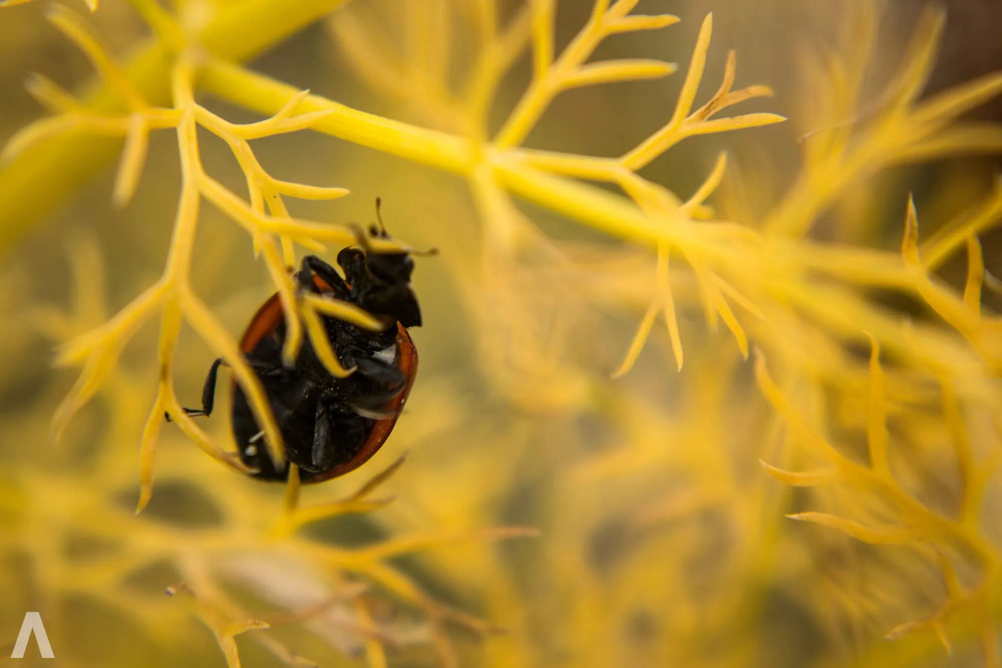Dark ladybird among feathery yellow foliage