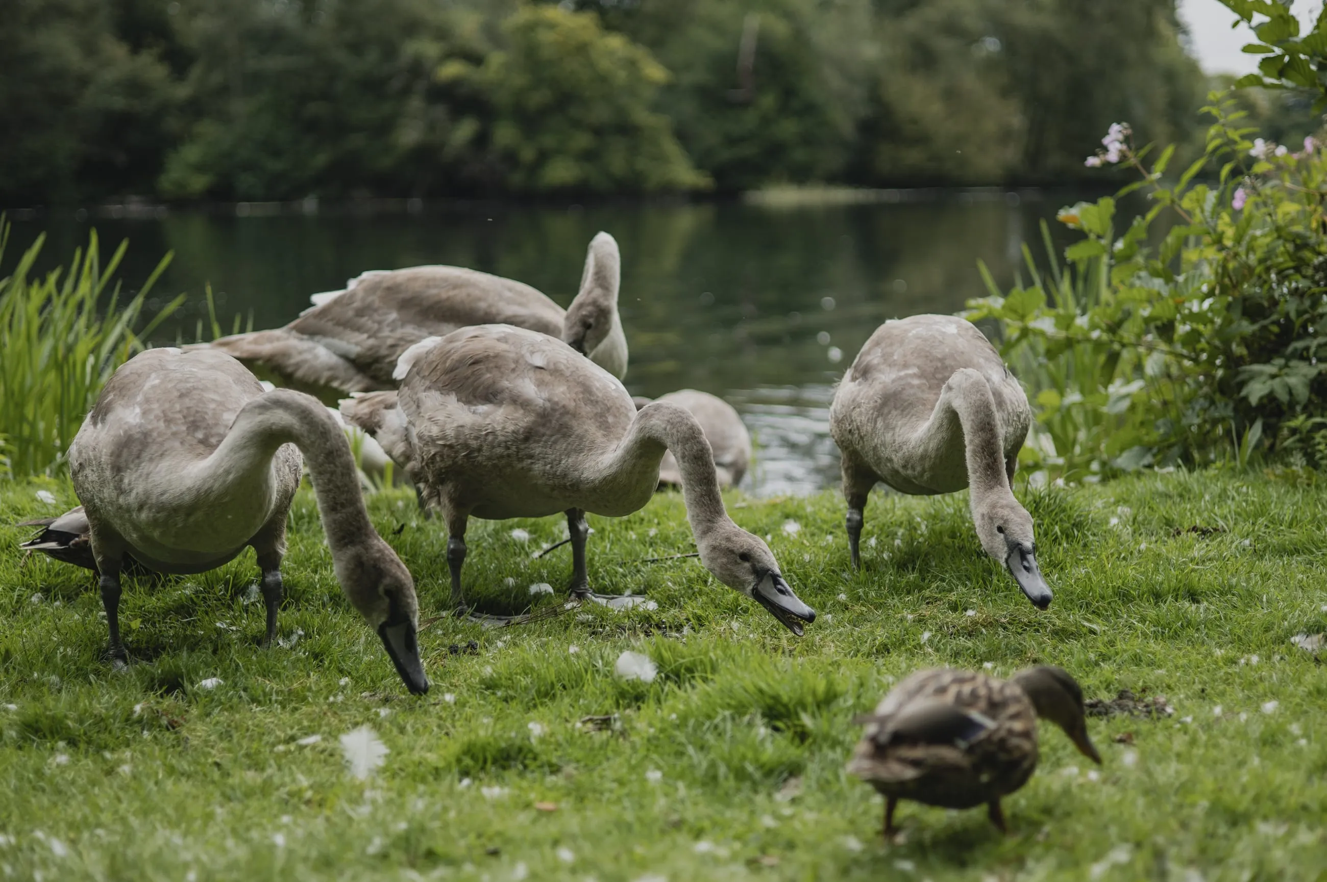 Grey cygnets grazing on a lakeside lawn