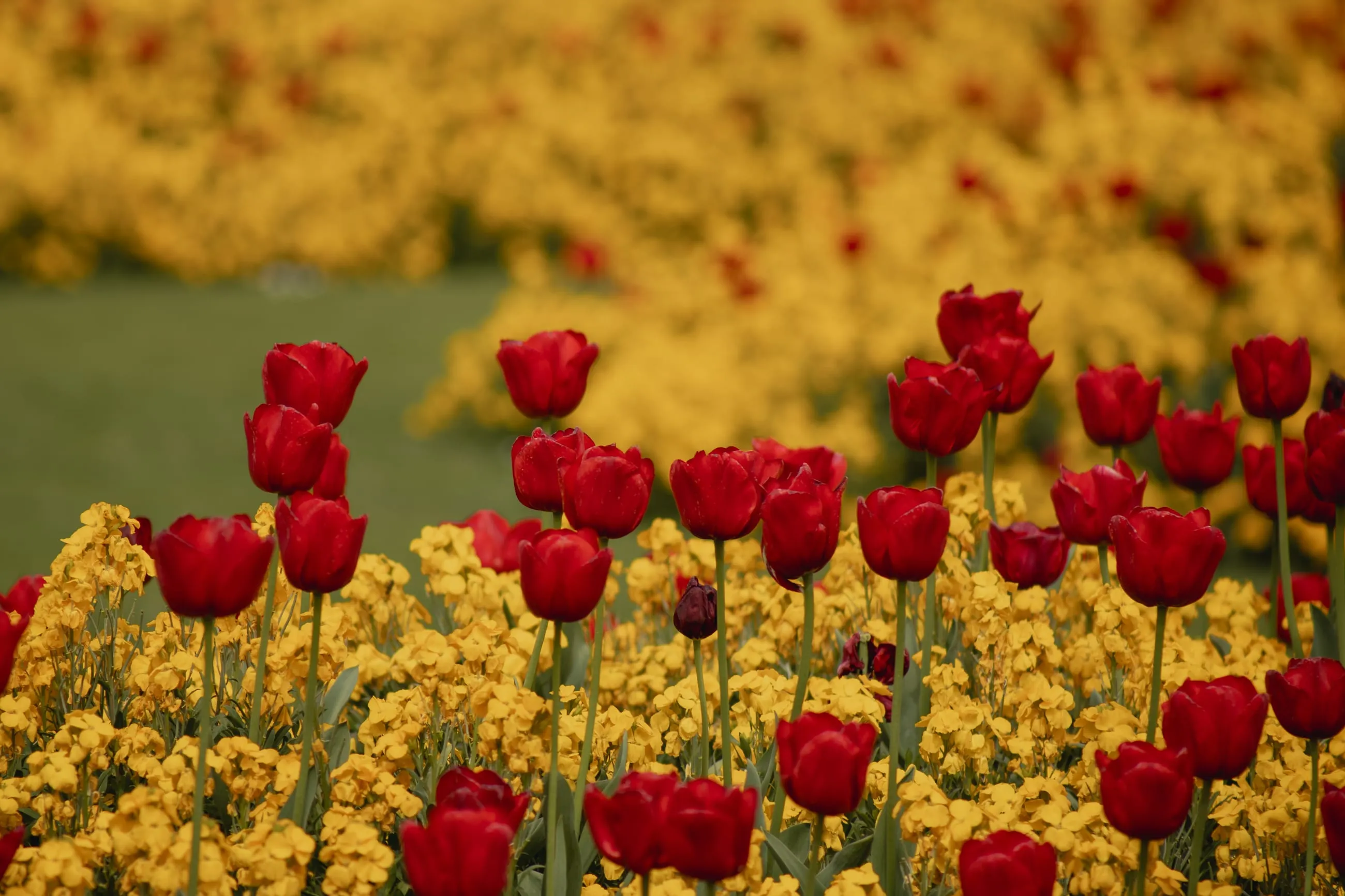 Red tulips over a bed of yellow ones
