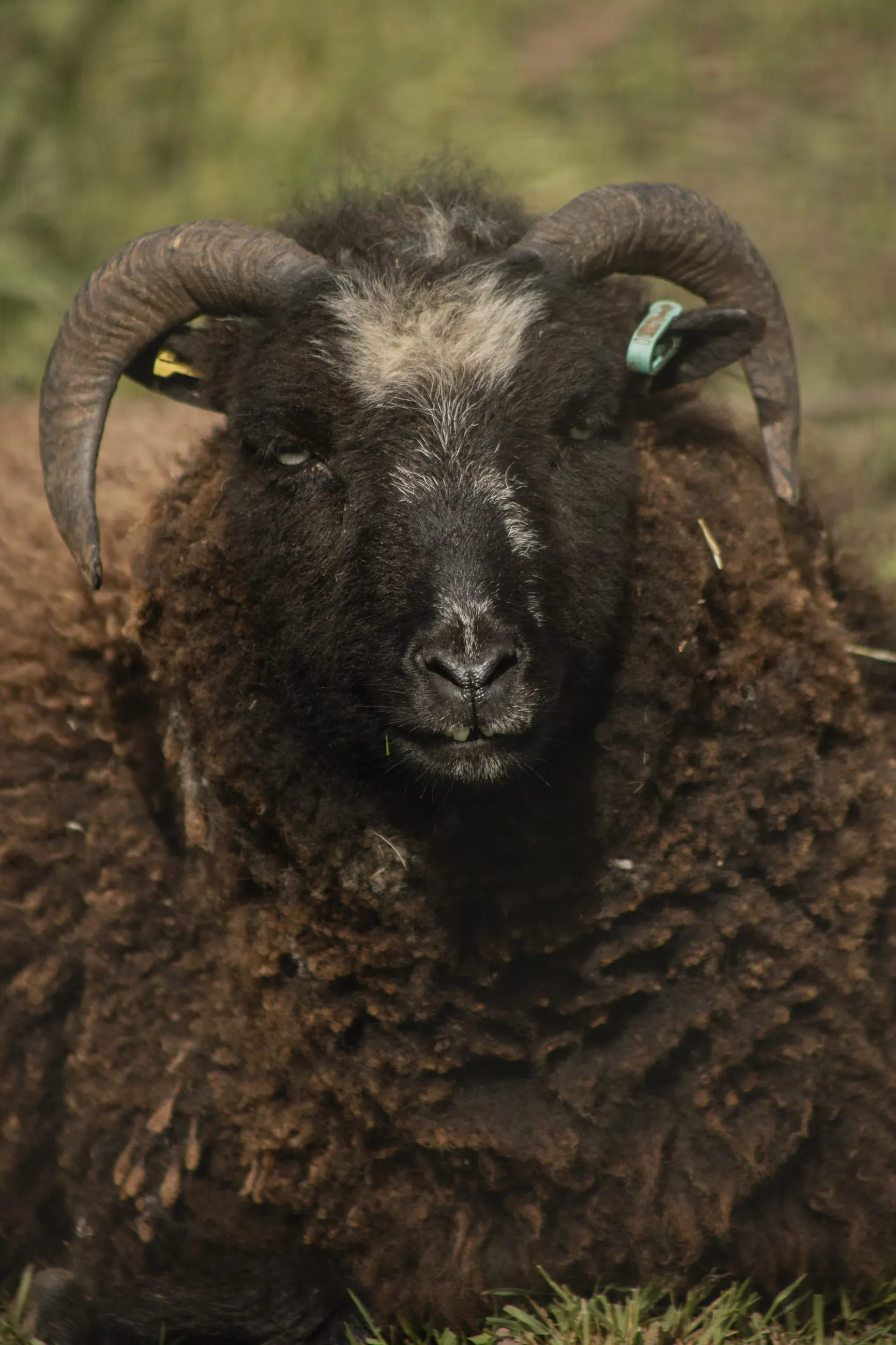 Dark woolly sheep with curled horns facing camera