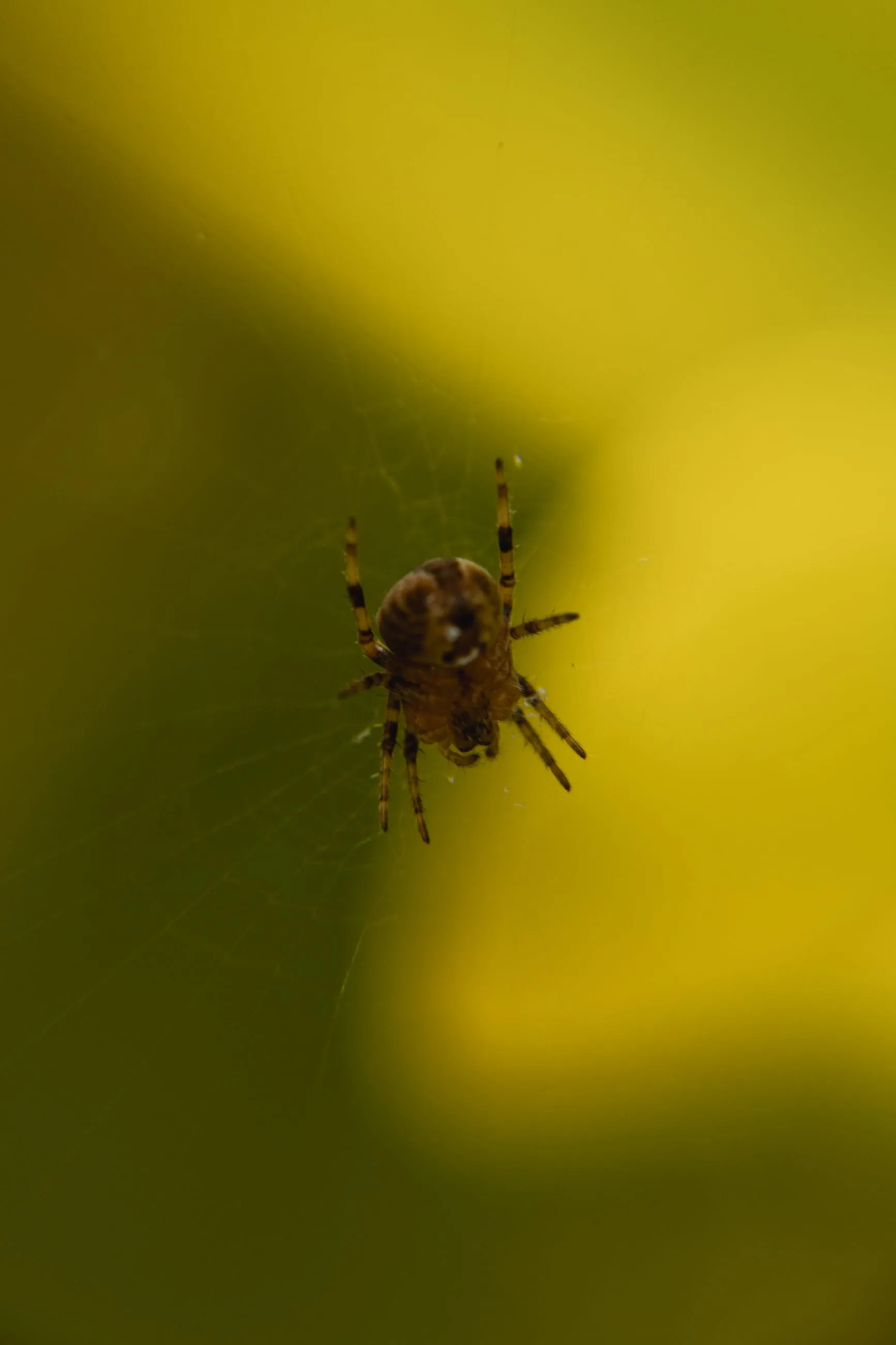Small spider suspended against yellow-green blur