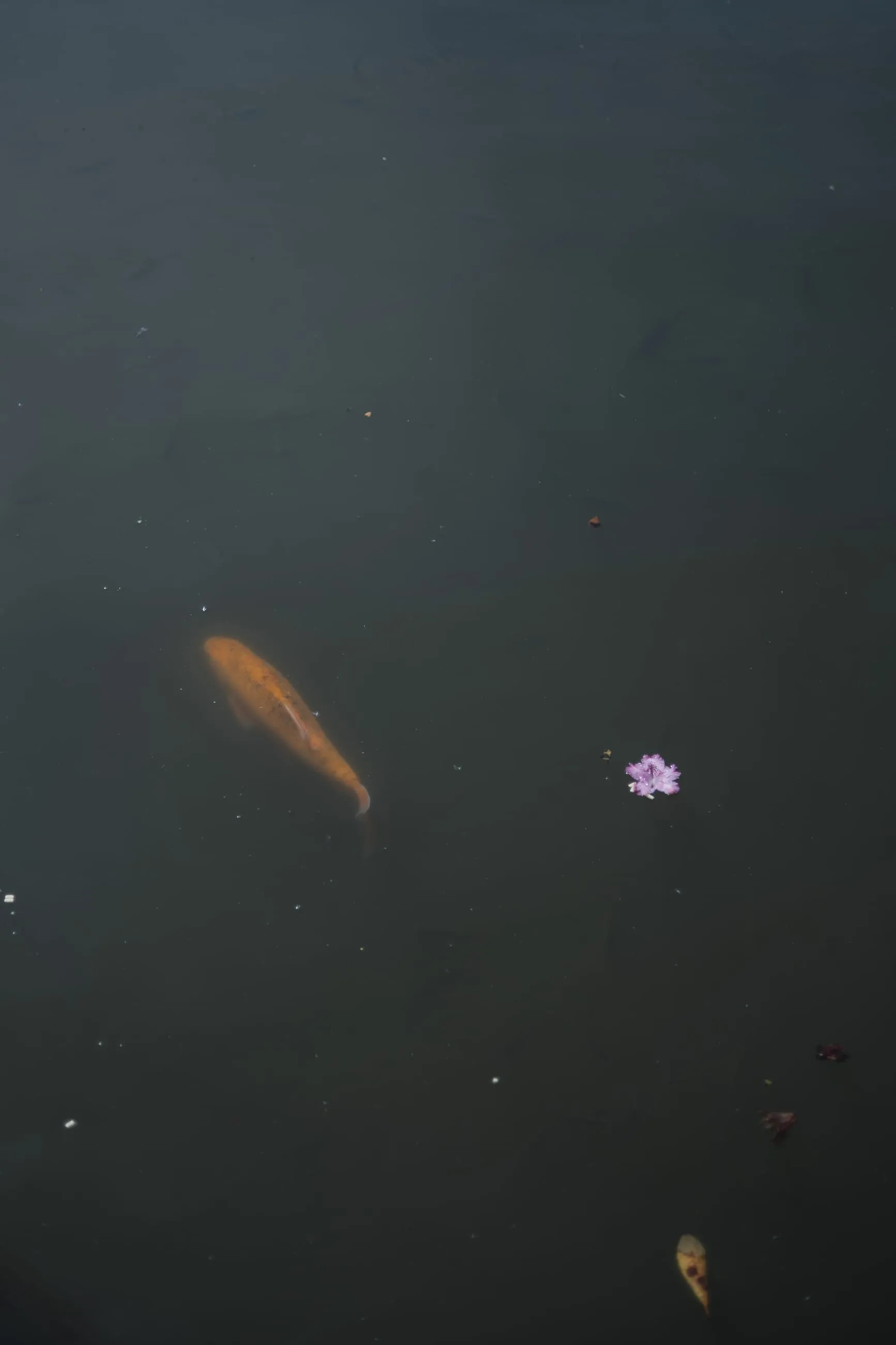 Single koi in dark still water