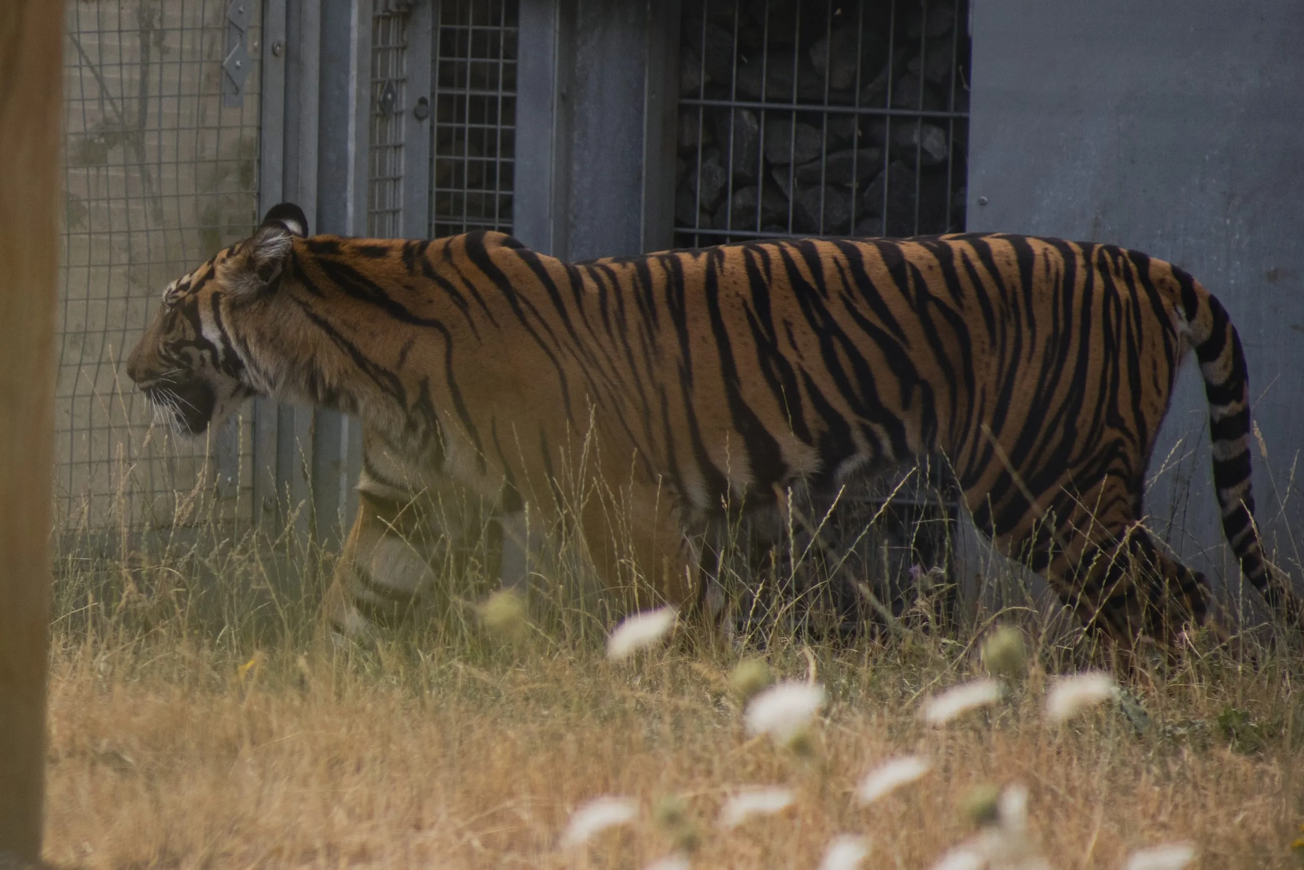 Sumatran tiger walking past long grass