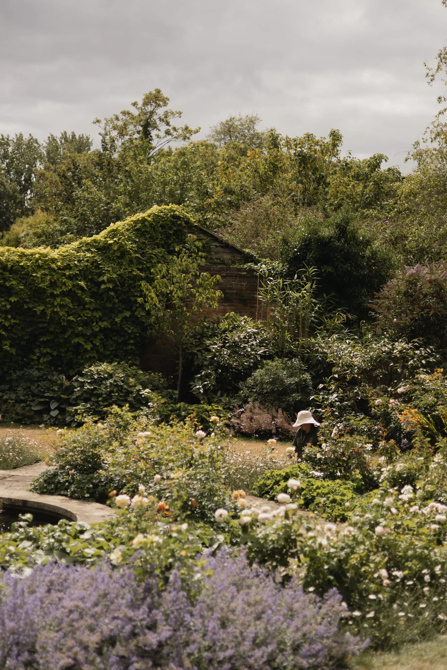 Overgrown garden with lavender and white flowers