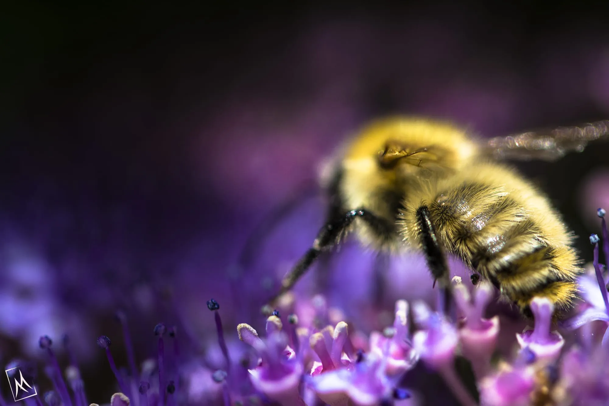 Fuzzy bumblebee feeding on purple flowers