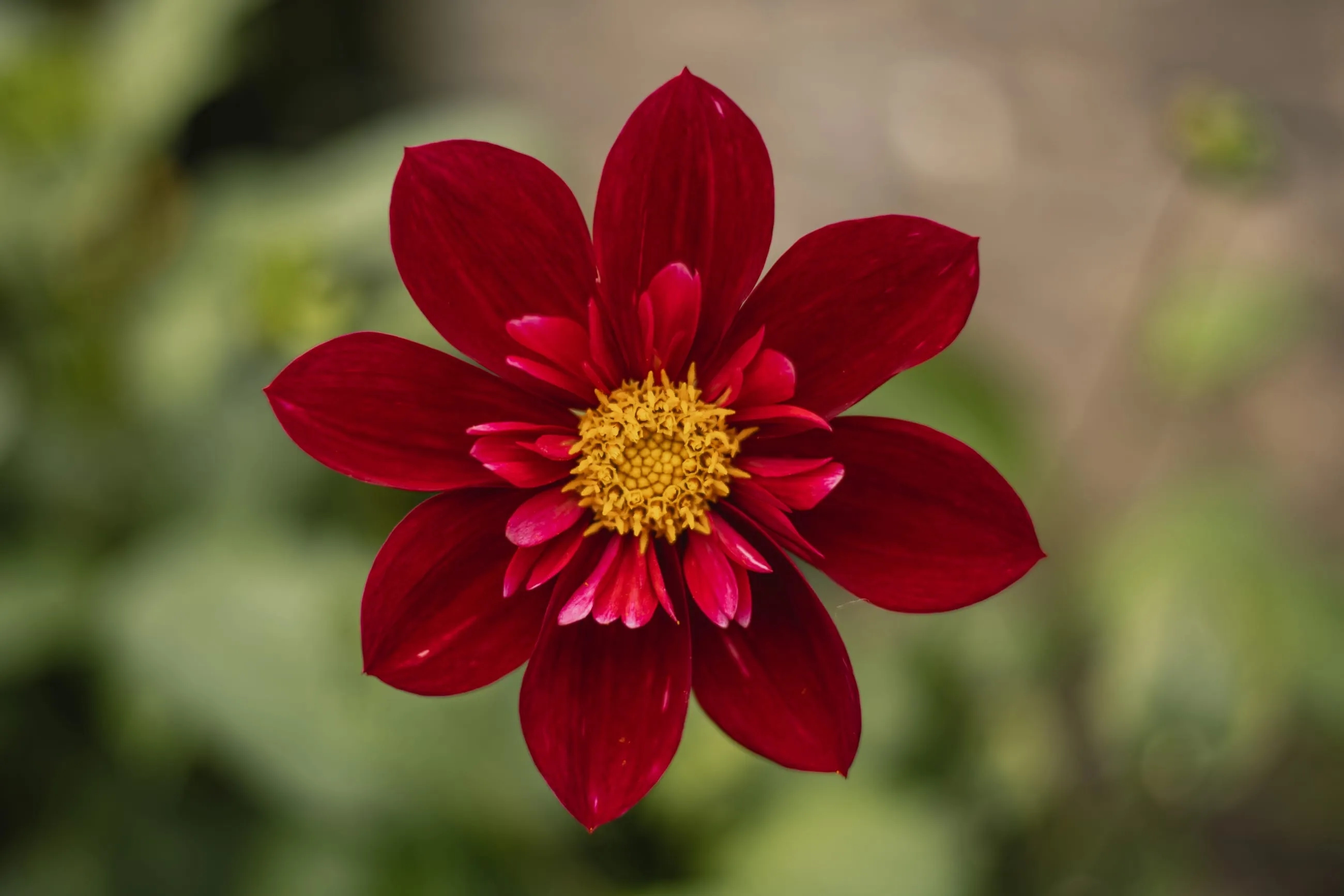 Deep red single dahlia with yellow centre