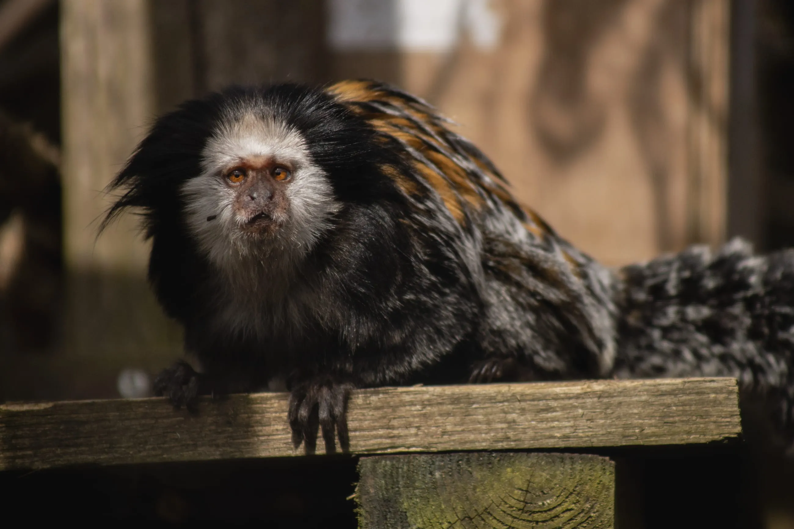 Marmoset with white ear tufts on a wooden ledge
