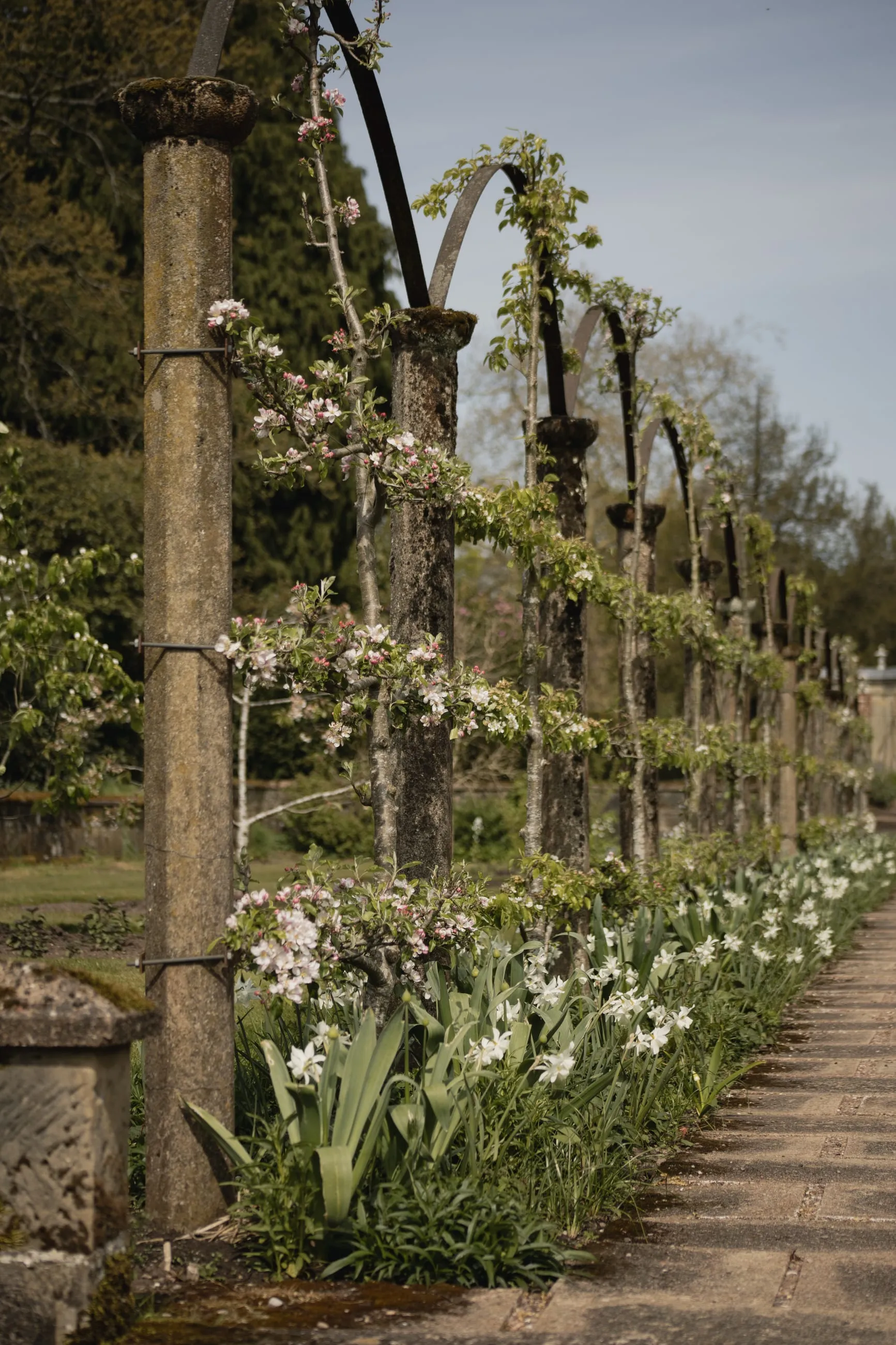 Pergola walk lined with spring bulbs